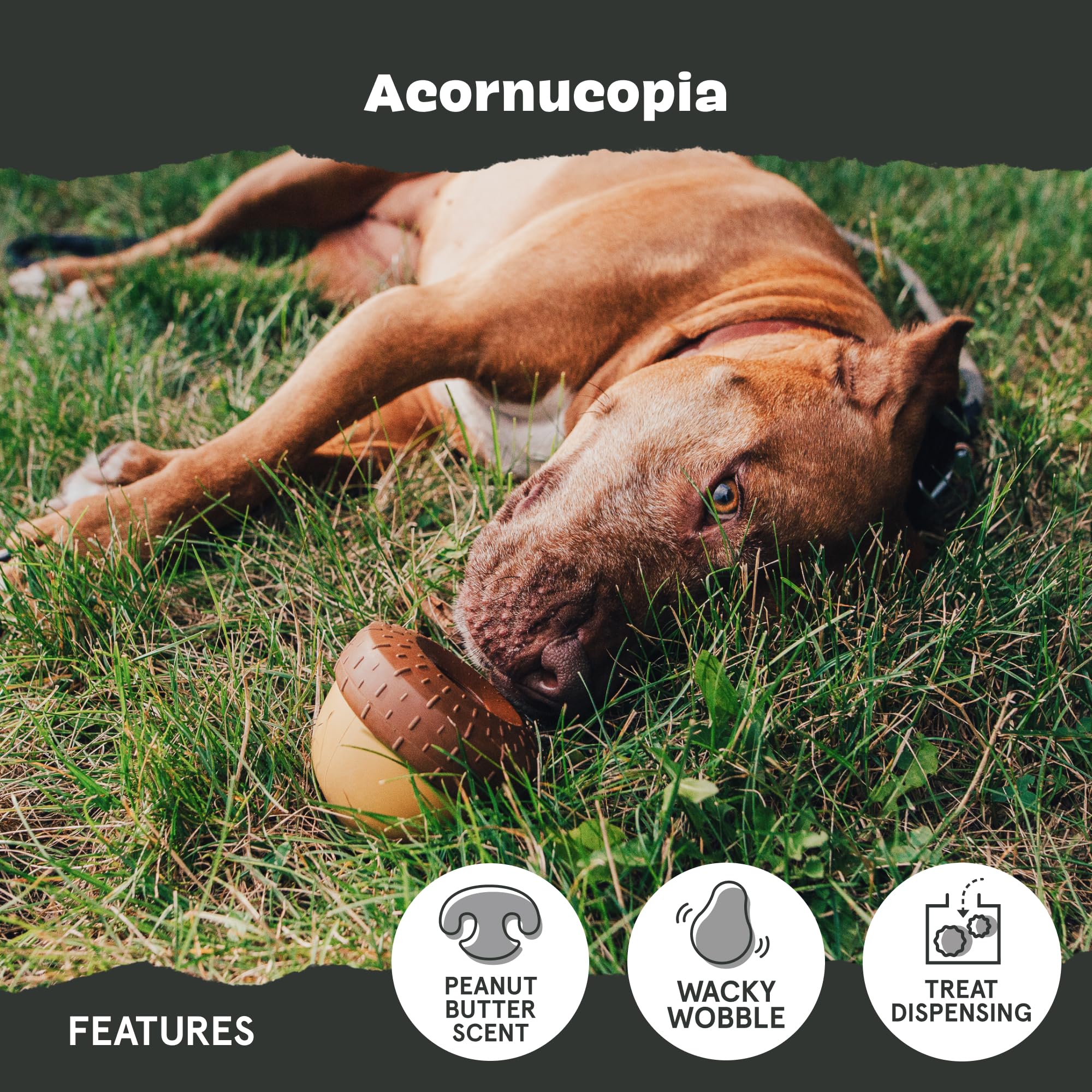 Barkbox Acornucopia Treat Dispensing Indoor/Outdoor Chewer Toy, Large