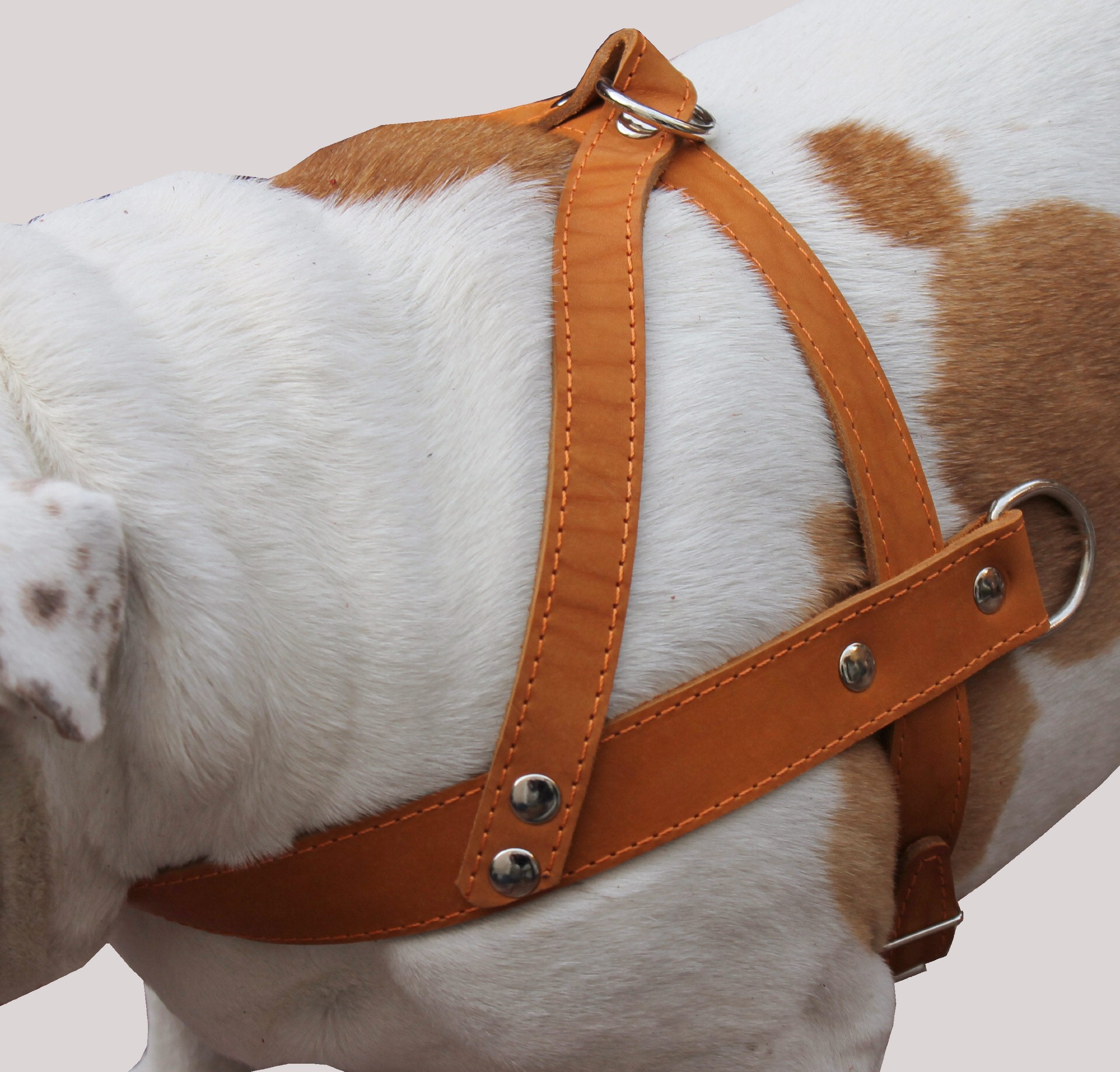 Tan Leather Dog Pulling Walking Harness Large. 31'-35' Chest, 1.5' Wide Straps