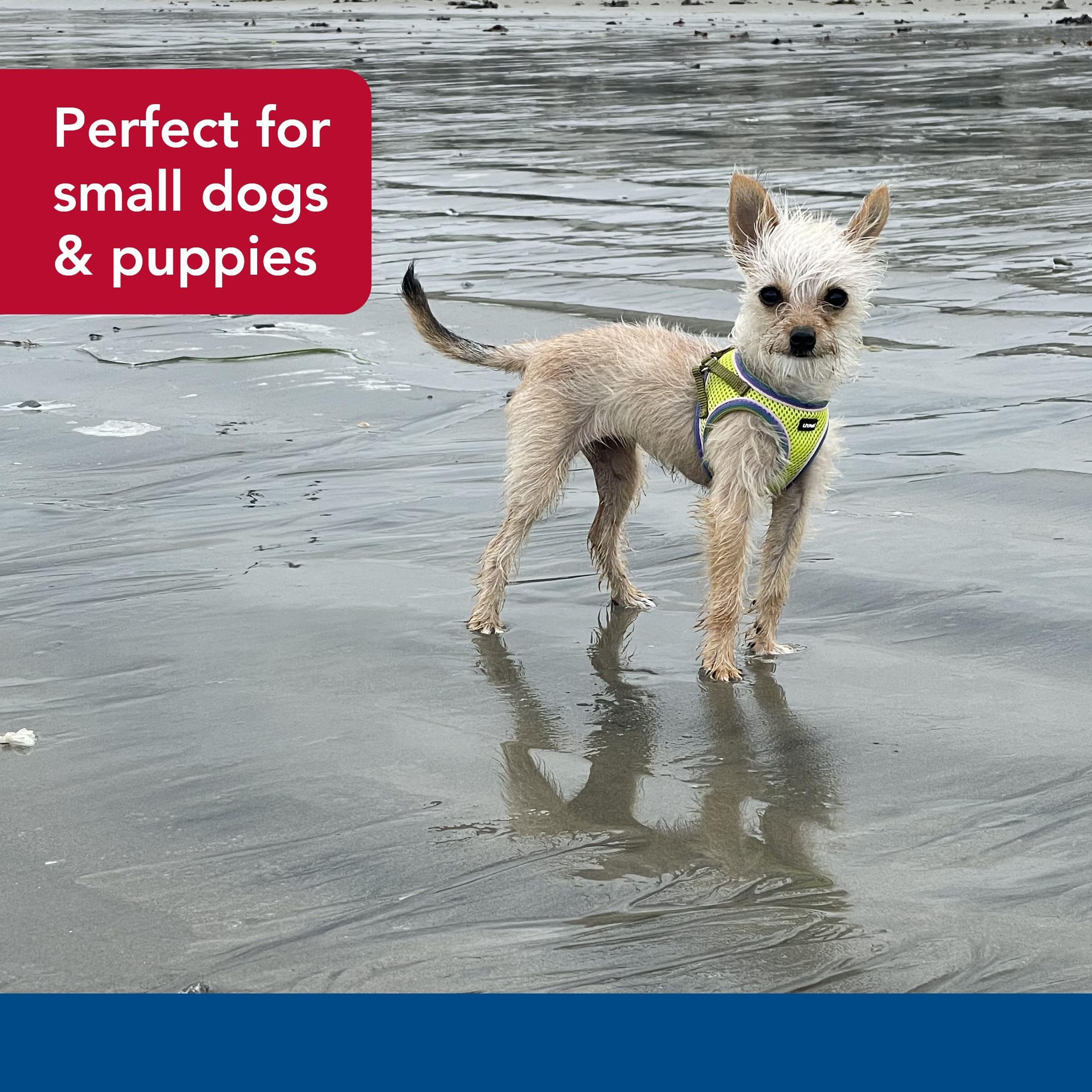 Coastal Pet Li'L Pals Comfort Mesh Dog Harness - No-Pull Step-In Dog Harness For Small Dogs & Puppies - Dog Cooling Vest - Lime - 3/8' X 10'-12'