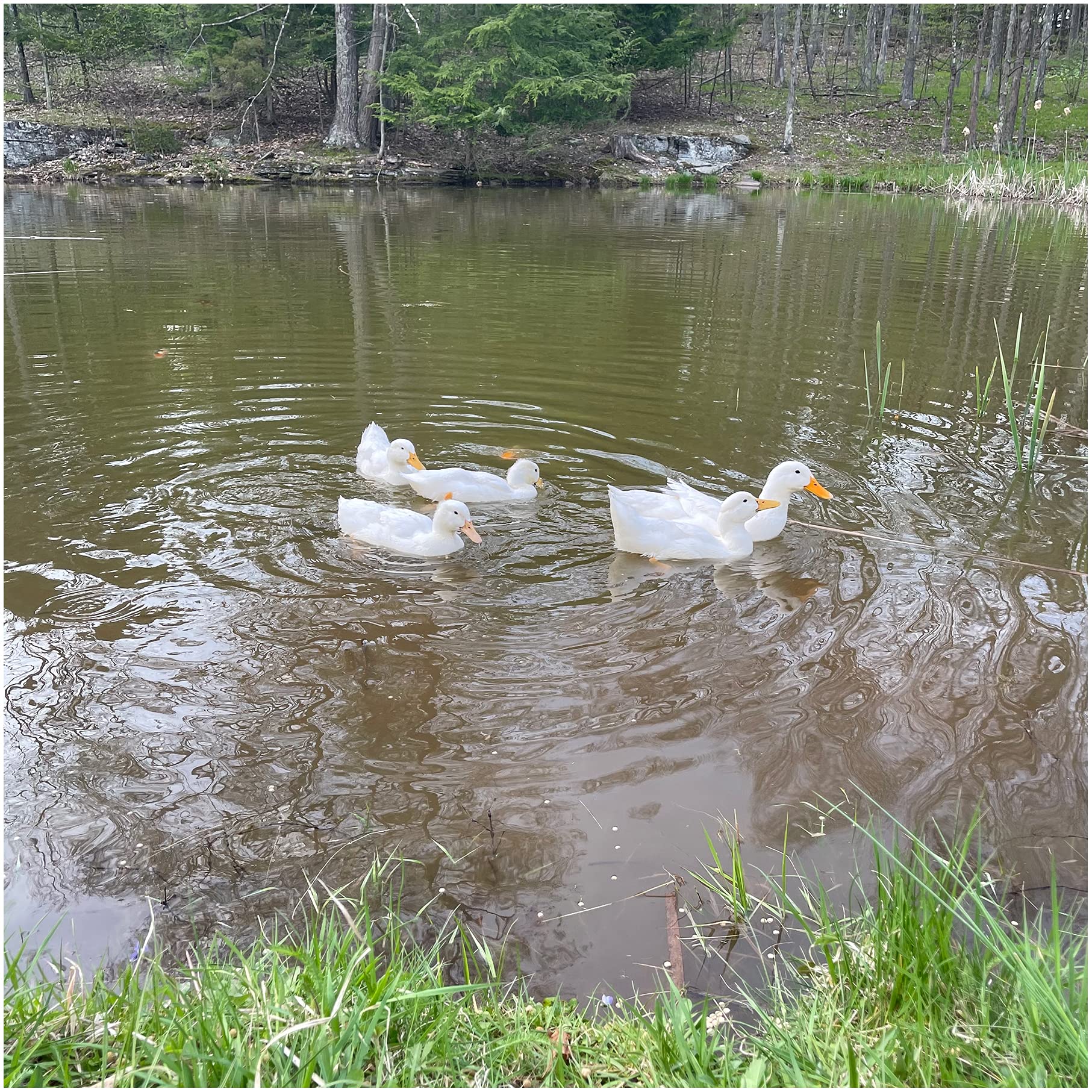 Natural Waterscapes Waterfowl Feed | Floating Pellets for Duck, Swan, Goose | 5 lb Resealable Bag | Use for Wild Duck, Pet Duck