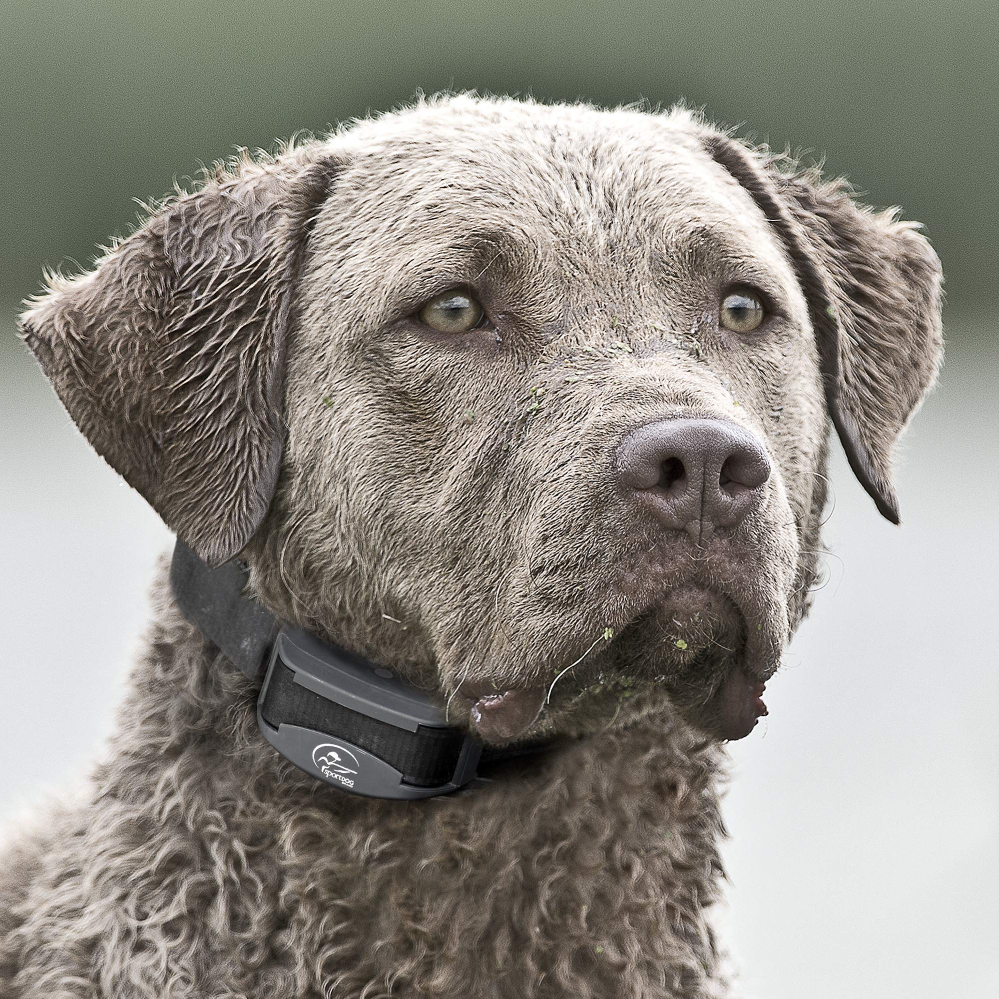 Sportdog Brand Fieldtrainer 425Xs Add-A-Dog Collar For Stubborn Dogs - Additional, Replacement, Or Extra Collar For Your Remote