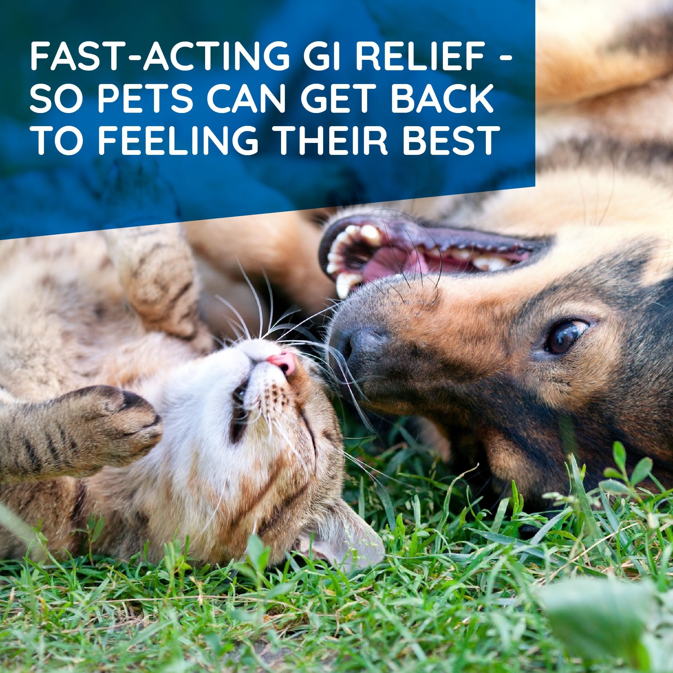 T-Relief Pet Digestive Complete GI Relief Drops for Dog & Cat Soothing Aloe + 13 Natural Homeopathic Actives Help Calm Nausea &