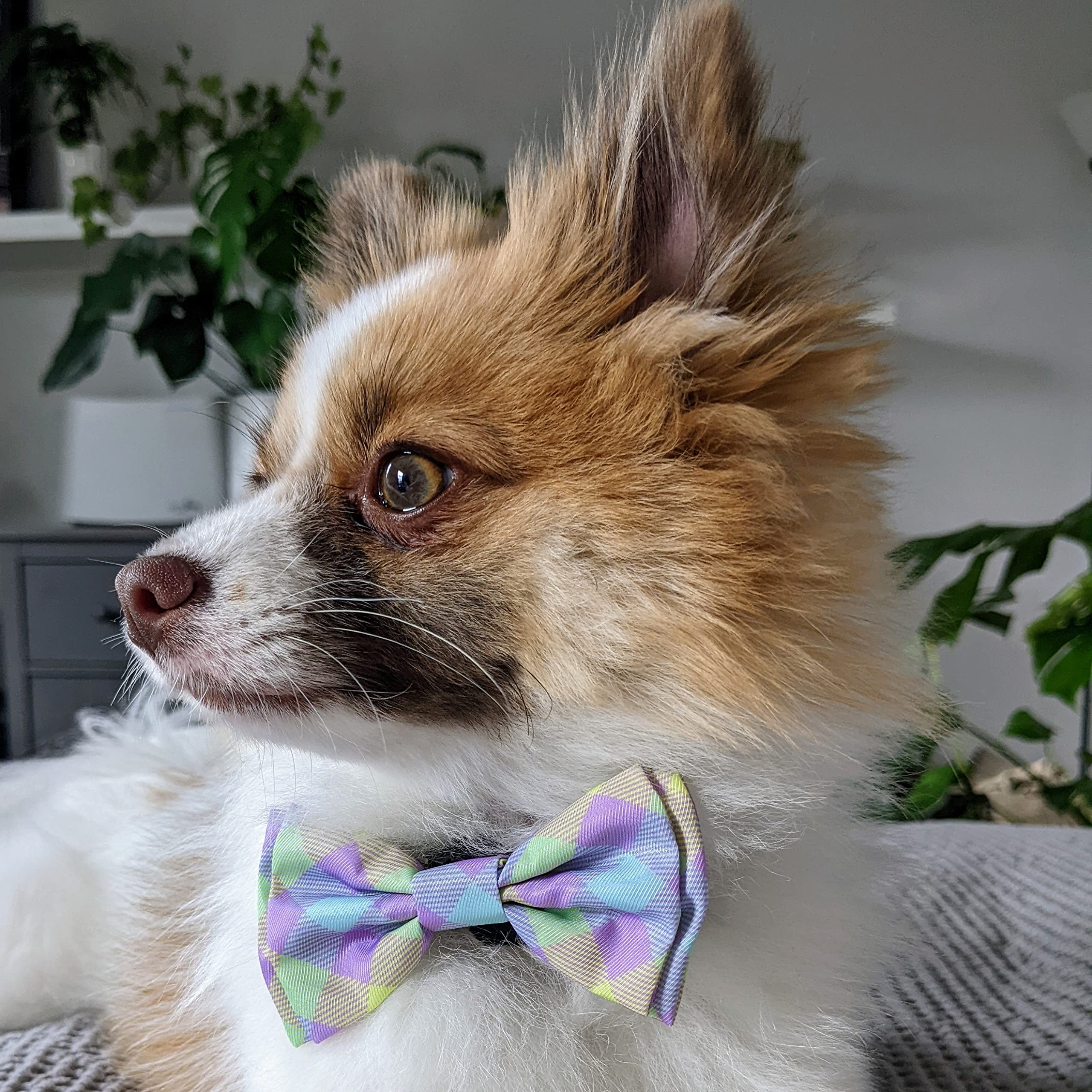 Huxley & Kent Bow Tie for Pets | Lavender Lemon (Extra-Large) | Easter Spring Bow Tie Collar Attachment | Fun Bow Ties for Dogs