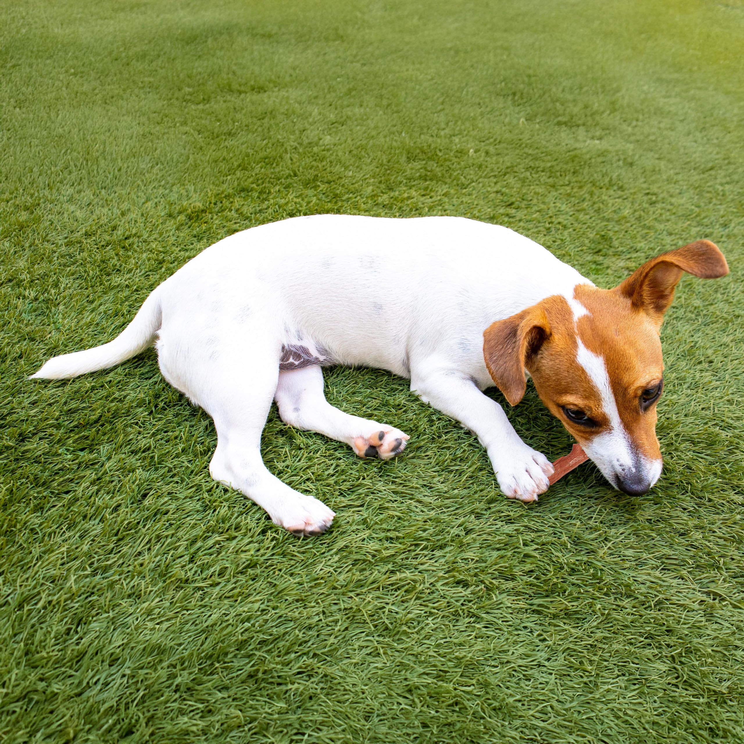 Spot Bam-Bones Plus Branch -Bamboo Fiber & Nylon, Durable Long Lasting Dog Chew For Aggressive Chewers – Great Toy For Adult Dogs & Teething Puppies Under 60Lbs, Non-Splintering, 5.75In, Beef Flavor