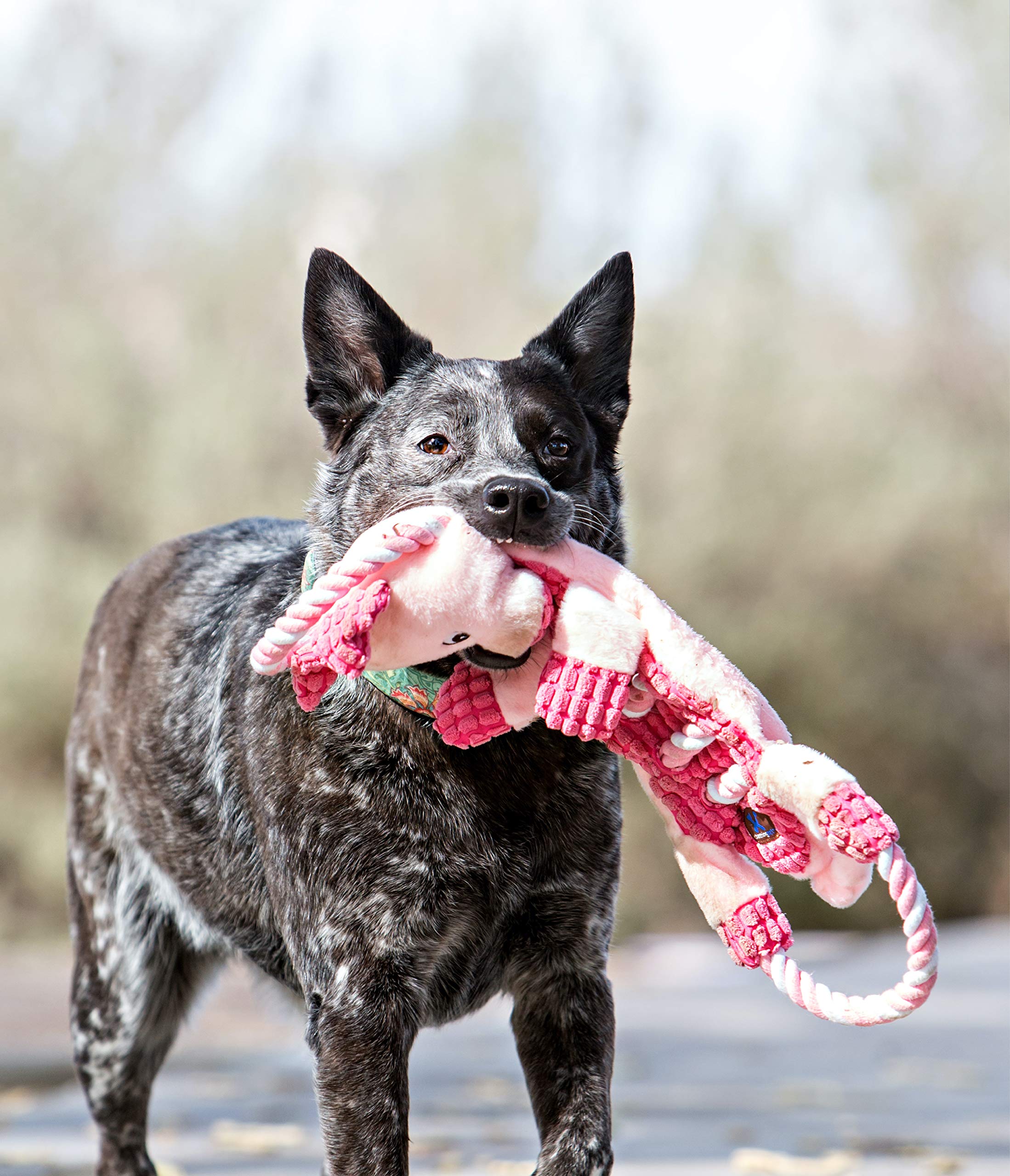Outward Hound by Charming Pet Ropes-A-Go-Go Gator Interactive Plush Squeaky Dog Tug Toy