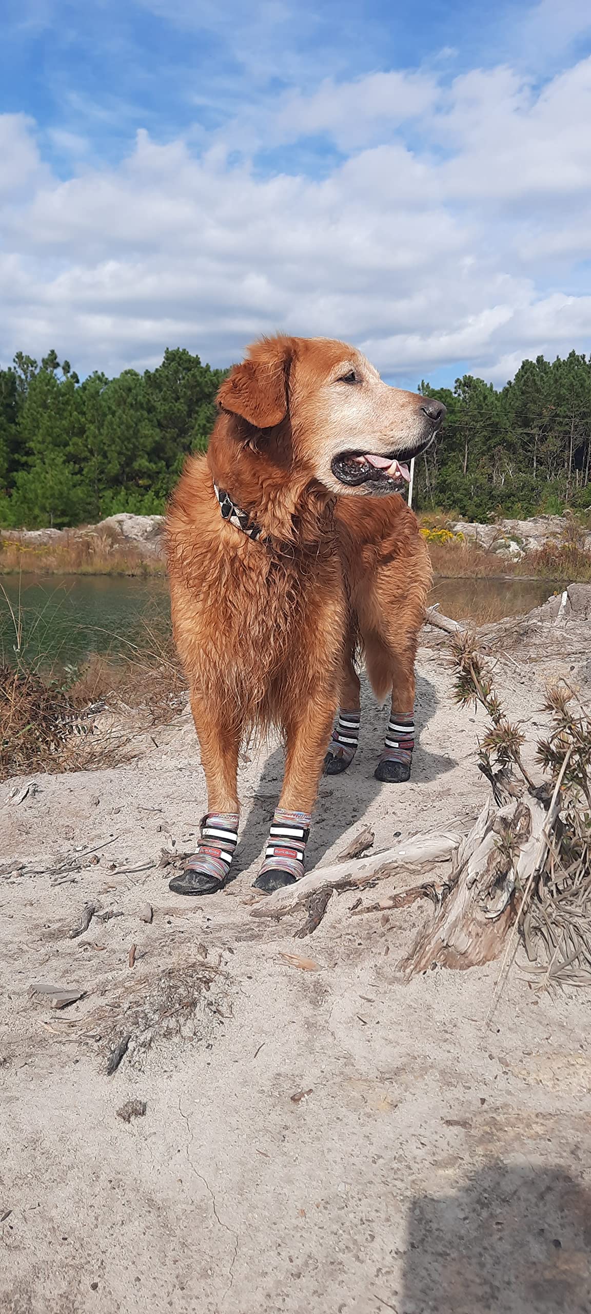 All Weather Neoprene Paw Protector Dog Boots With Reflective Straps In 5 Sizes! (Multicolor Xl)