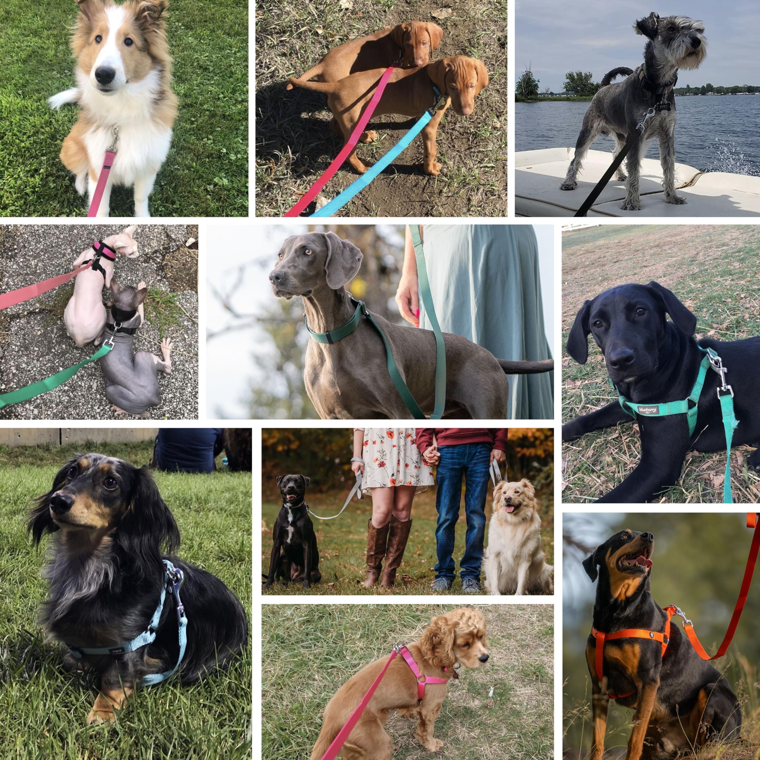 Blueberry Pet Essentials Classic Dog Leash - 5Ft. X 5/8 Small, Fired Brick, Lightweight & Standard