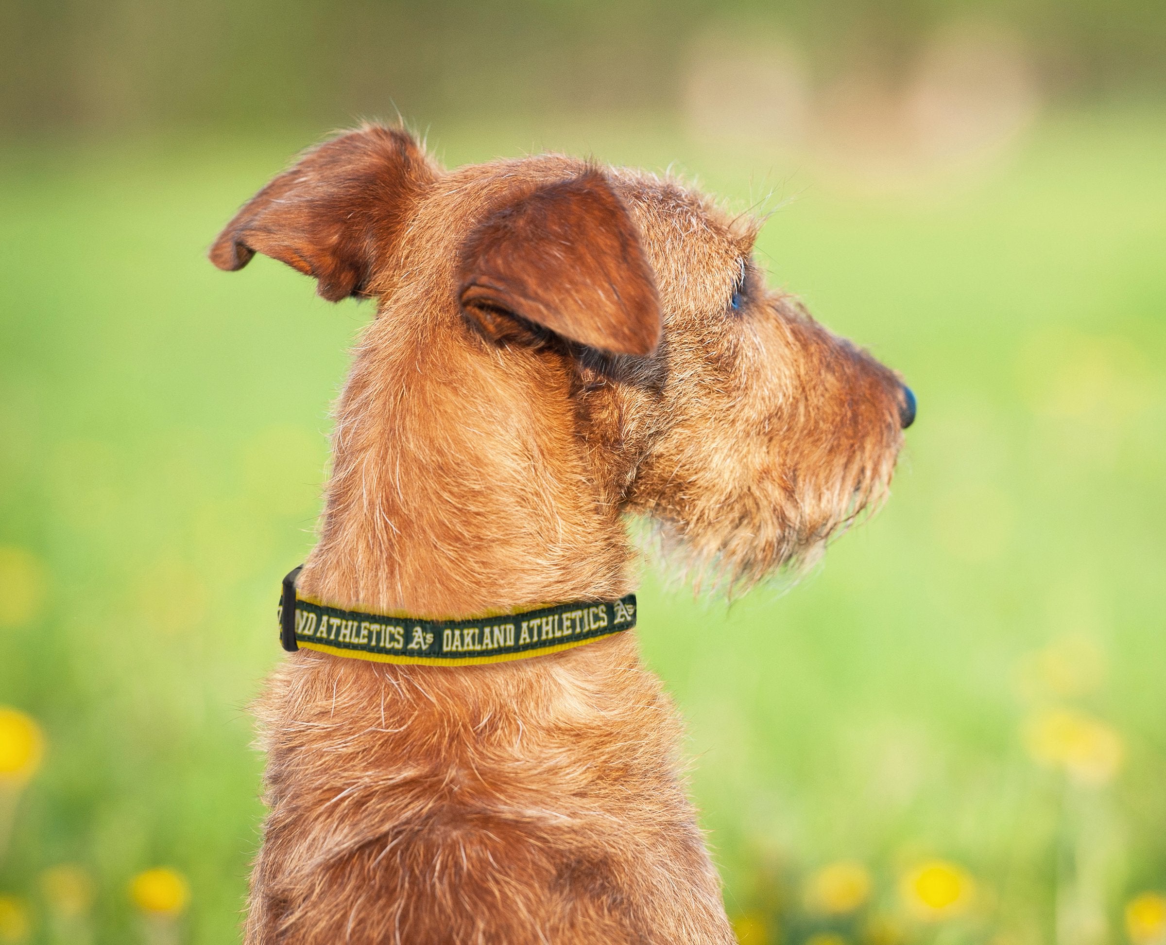 Mlb Oakland Athletics Dog Collar, Large