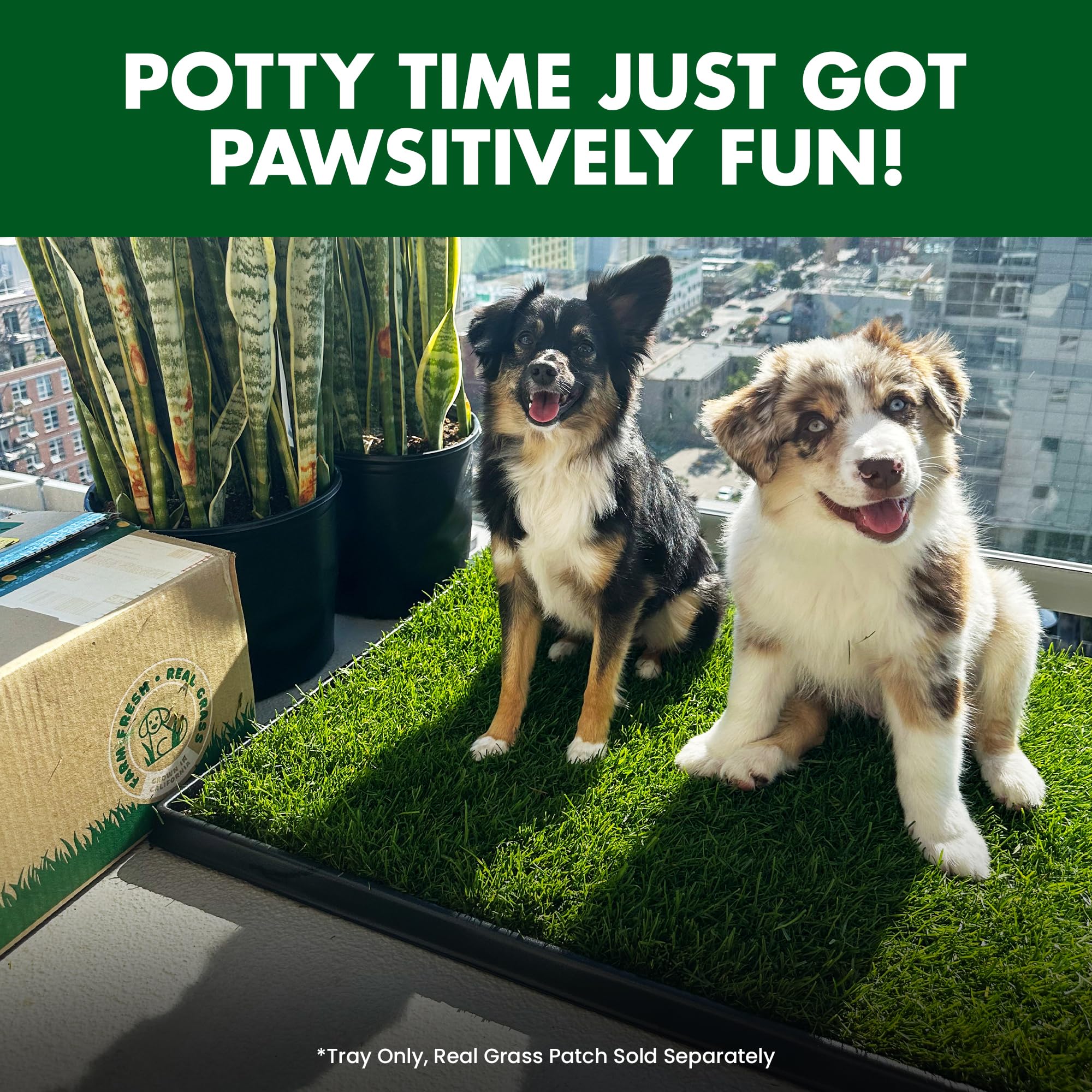 Fresh Patch Plastic Tray For Xl Real Grass Pee And Potty Training Pads For Large Dogs And Multi-Dog Households - 4 Ft X 2 Ft Mul