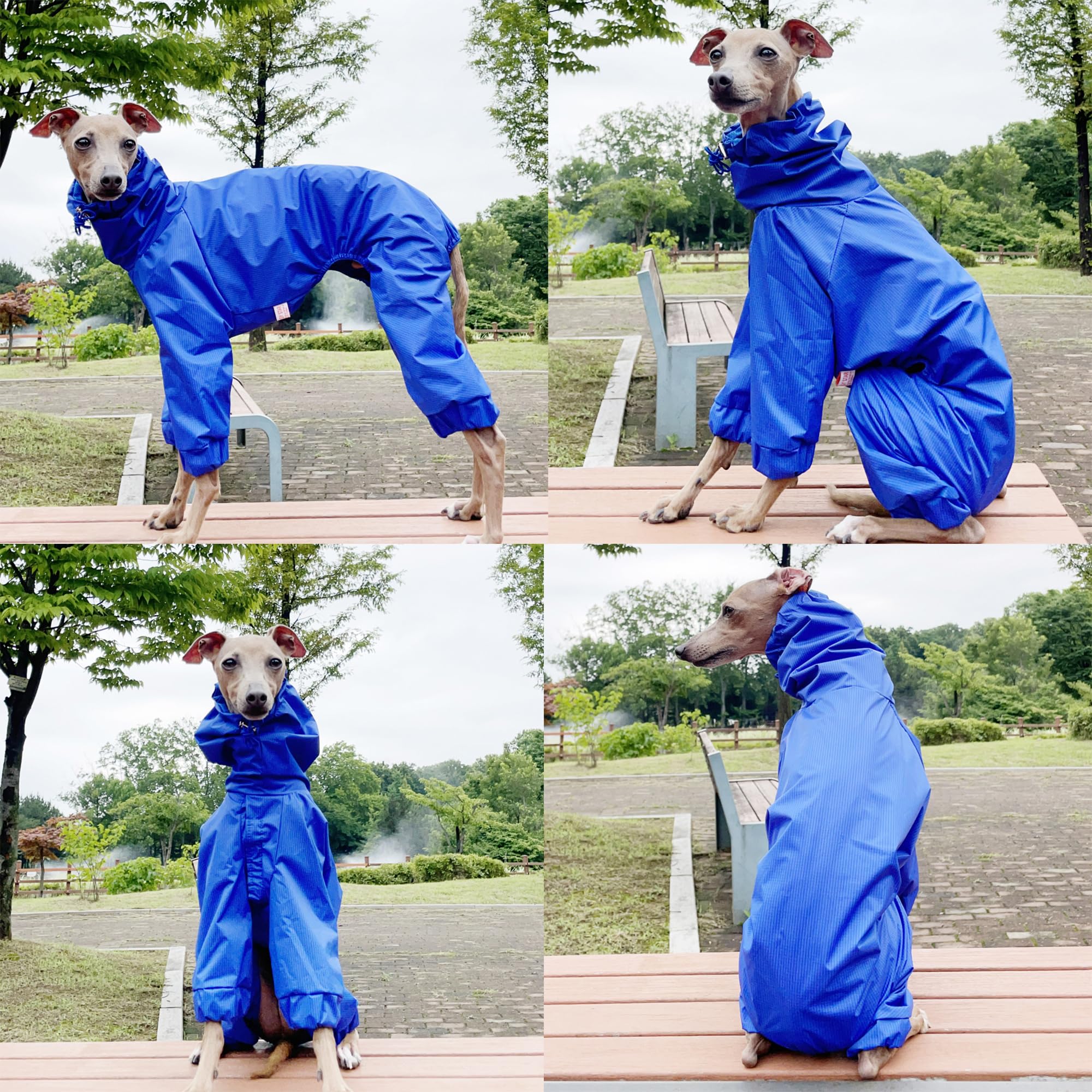 D Doggy Star Italian Greyhound Raincoat Waterproof Jacket Windbreaker Clothes Whippet For Dog (M,Raincoat Blue)