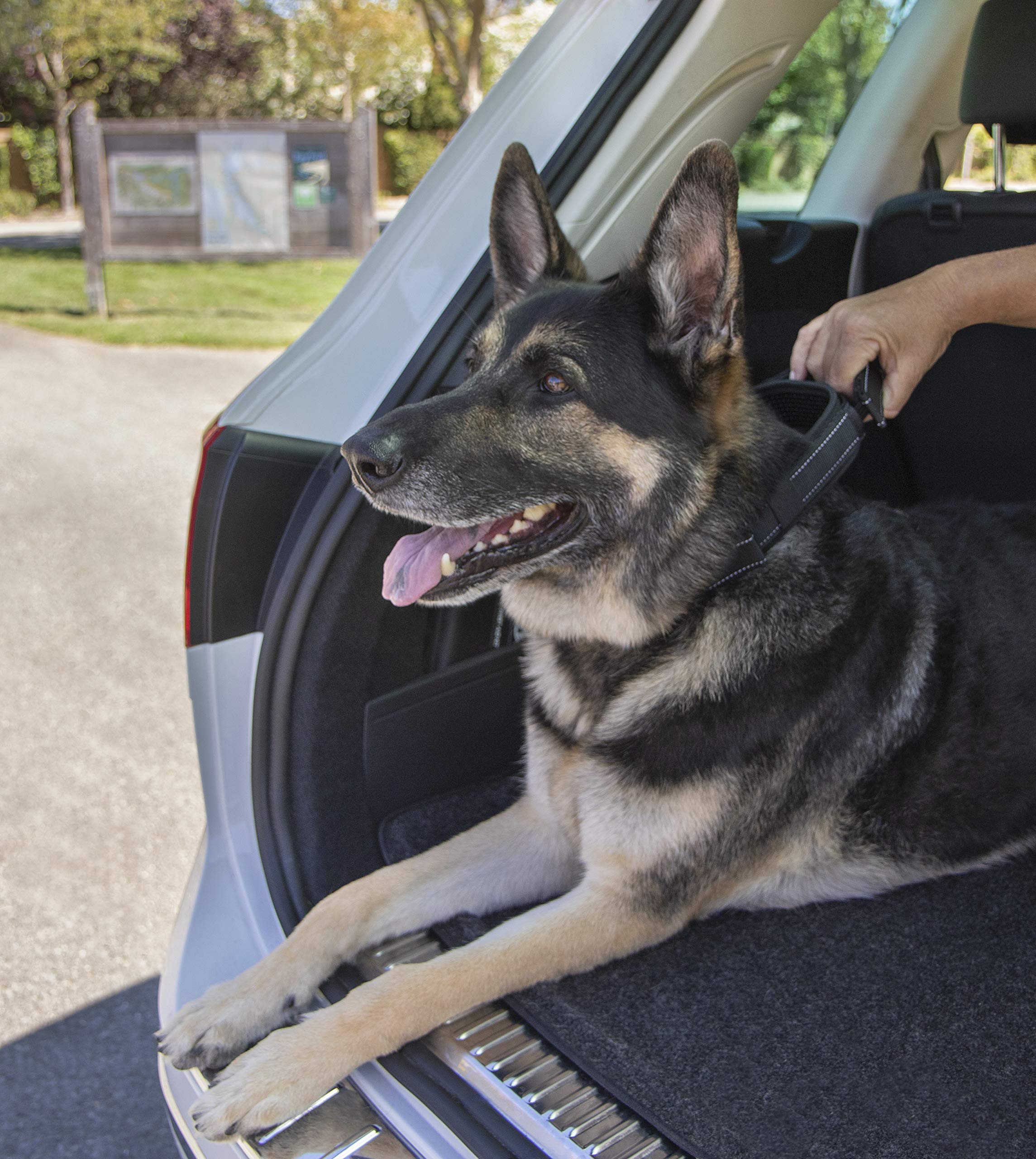 Sherpa Dog Collar, Built-In Quick Grab Handle, Padded - Black, Extra Large