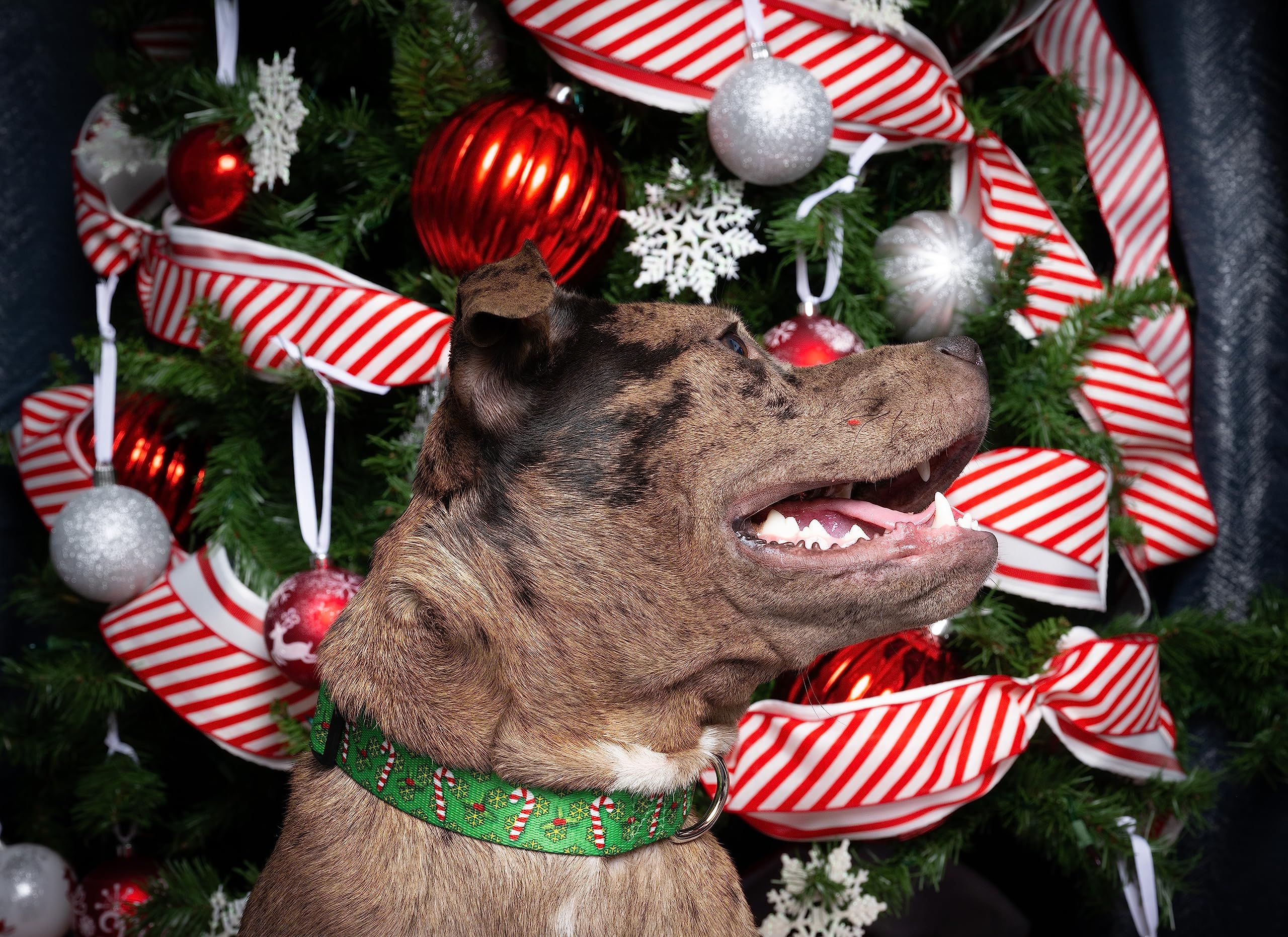 Country Brook Design - Candy Cane Christmas - Christmas Dog Collar With 23 Festive Patterns - Deluxe Collection (1 Inch, Medium)
