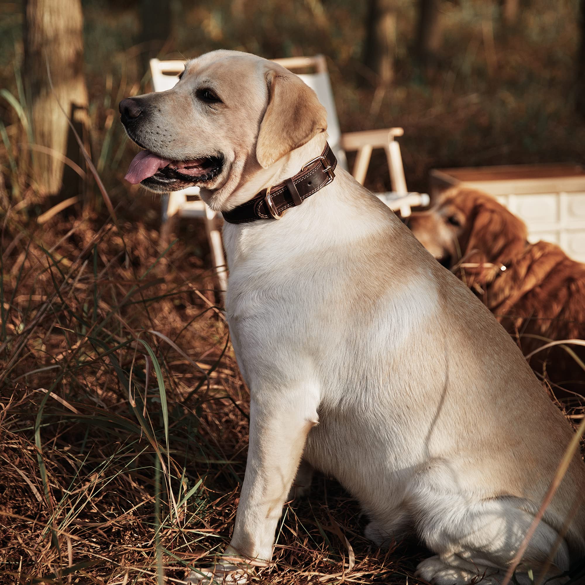 Daihaqiko Genuine Leather Dog Collar, Heavy Duty Dog Collar, Wide Dog Collar For Small Dog, Medium Dog, Large Dog And Extra Larg