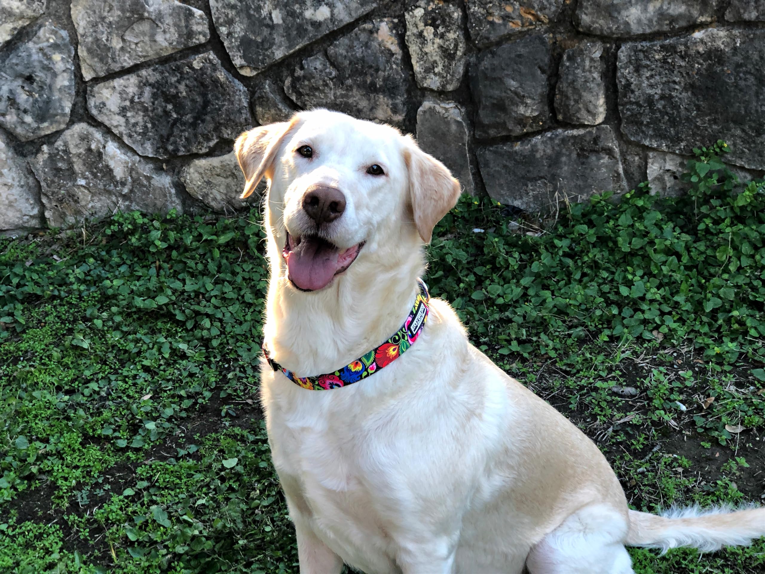 Lucky Love Dog - Easy Click Buckle Dog Collar With Leash Set Combo, Durable & Comfortable Collar For Male & Female Dogs, Pet Collar For Small To Large Dogs, Secure Fit - Blackbird Combo, Small