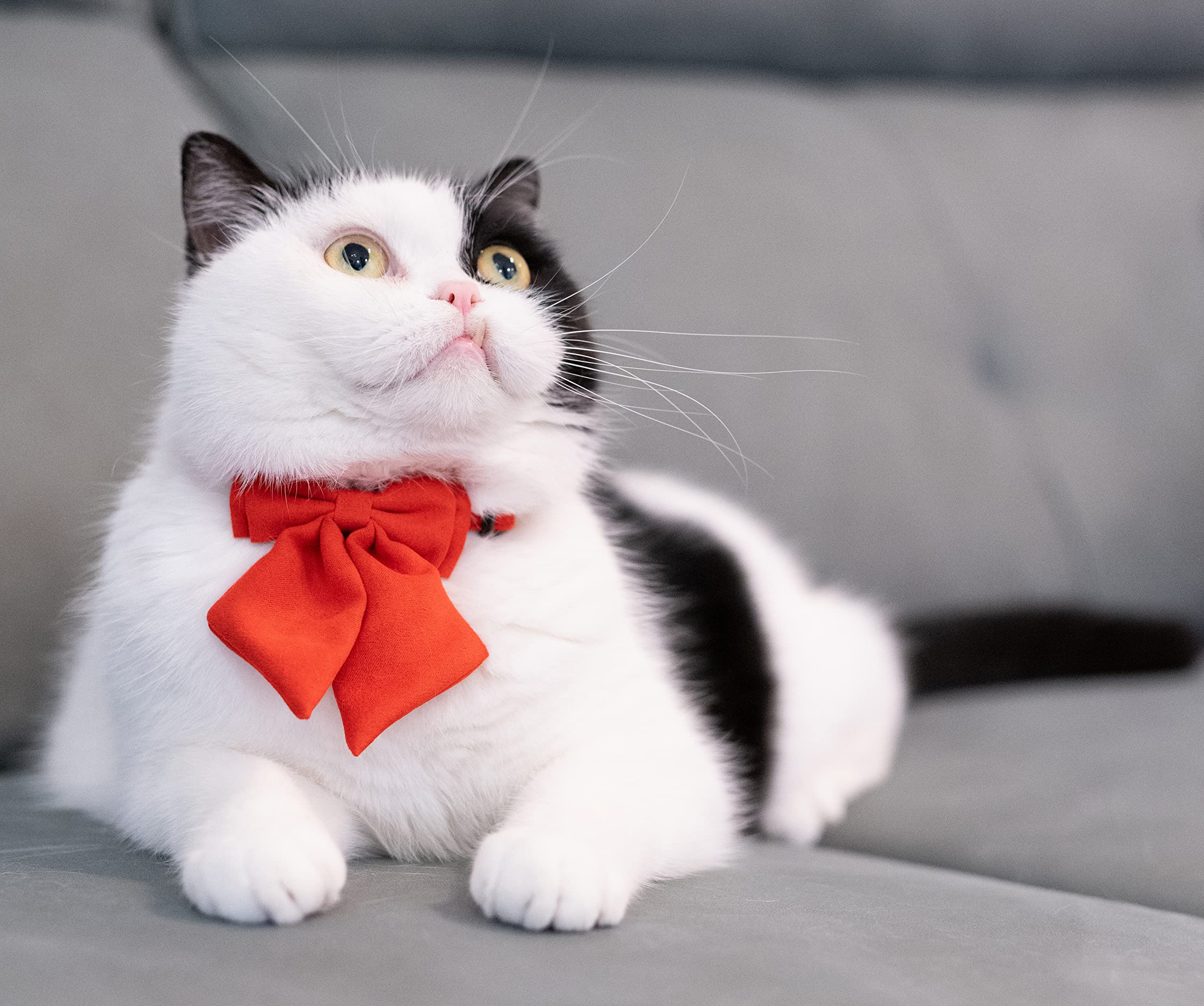 Gyapet Cat Collar With Bow Tie Bell Breakaway Kitten Small Pet Safety Solid Wedding Basic Pure Color Suede Soft Adjustable Sailo