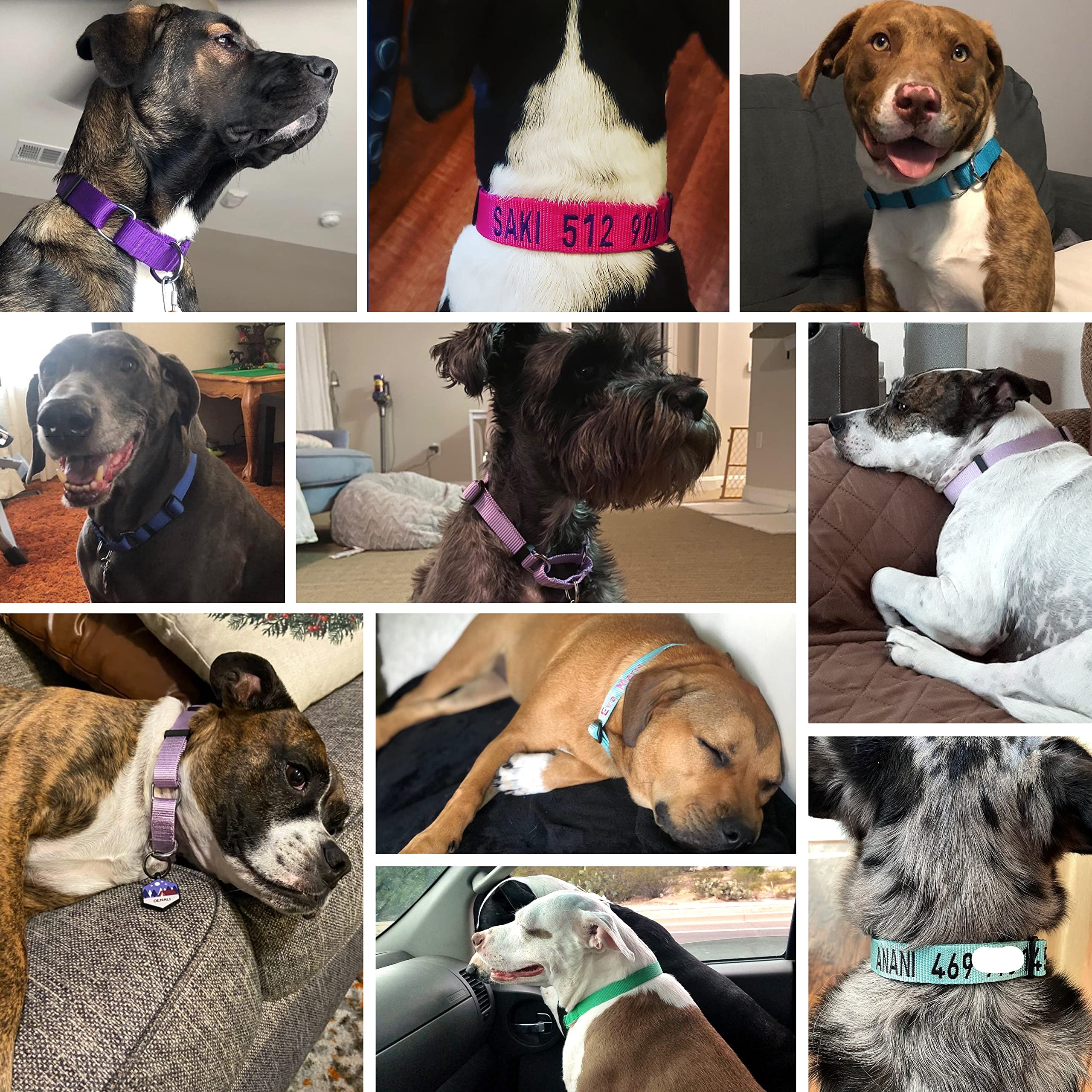 Blueberry Pet Essentials Martingale Safety Training Dog Collar, Flint Gray, Large, Heavy Duty Nylon Adjustable Collars For Dogs