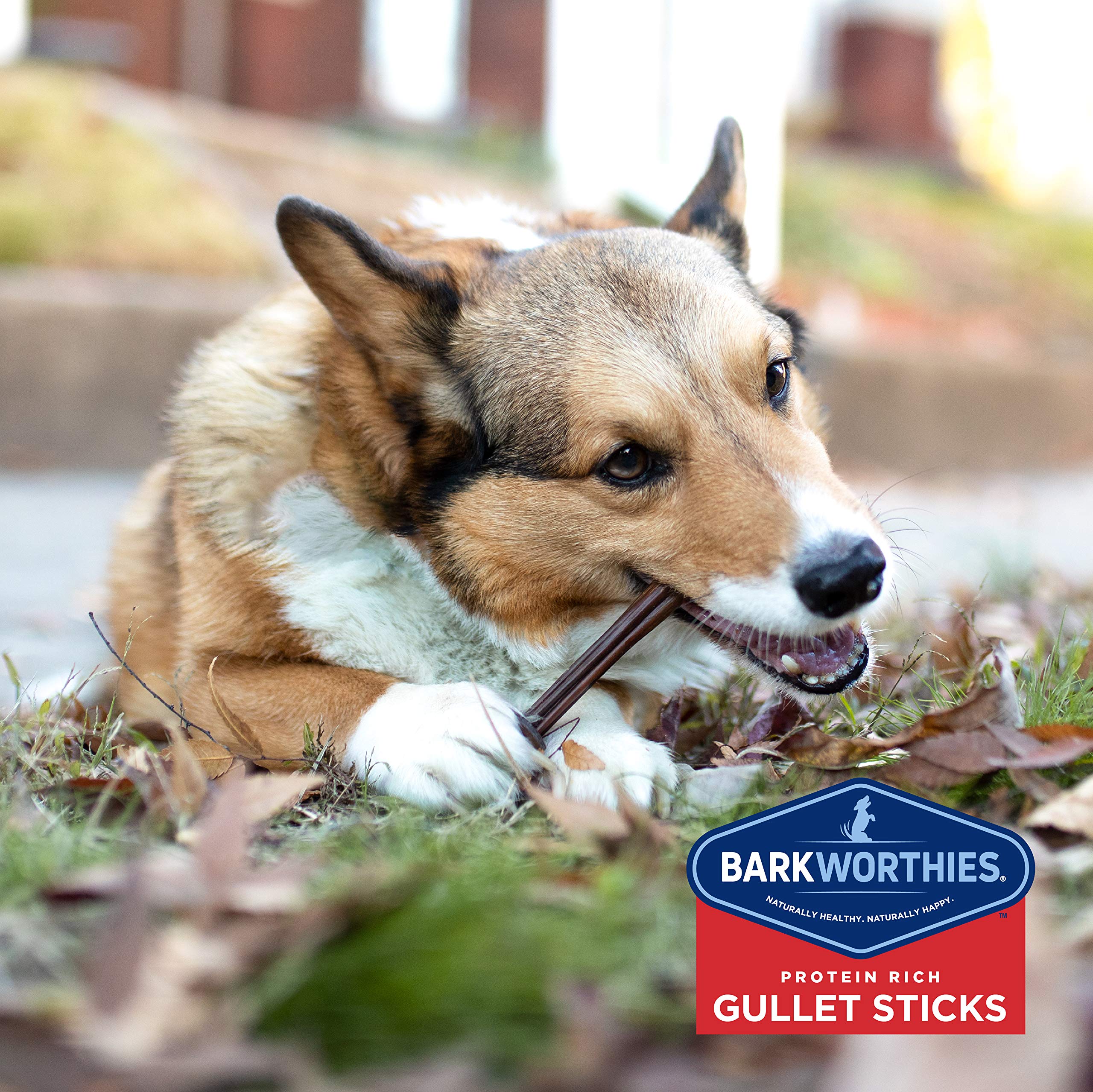 Barkworthies 6-Inch Beef Gullet Sticks for Dogs (12 pk) - Healthy Dog Treats - Protein-Packed, Promotes Dental Health - Quick Ho