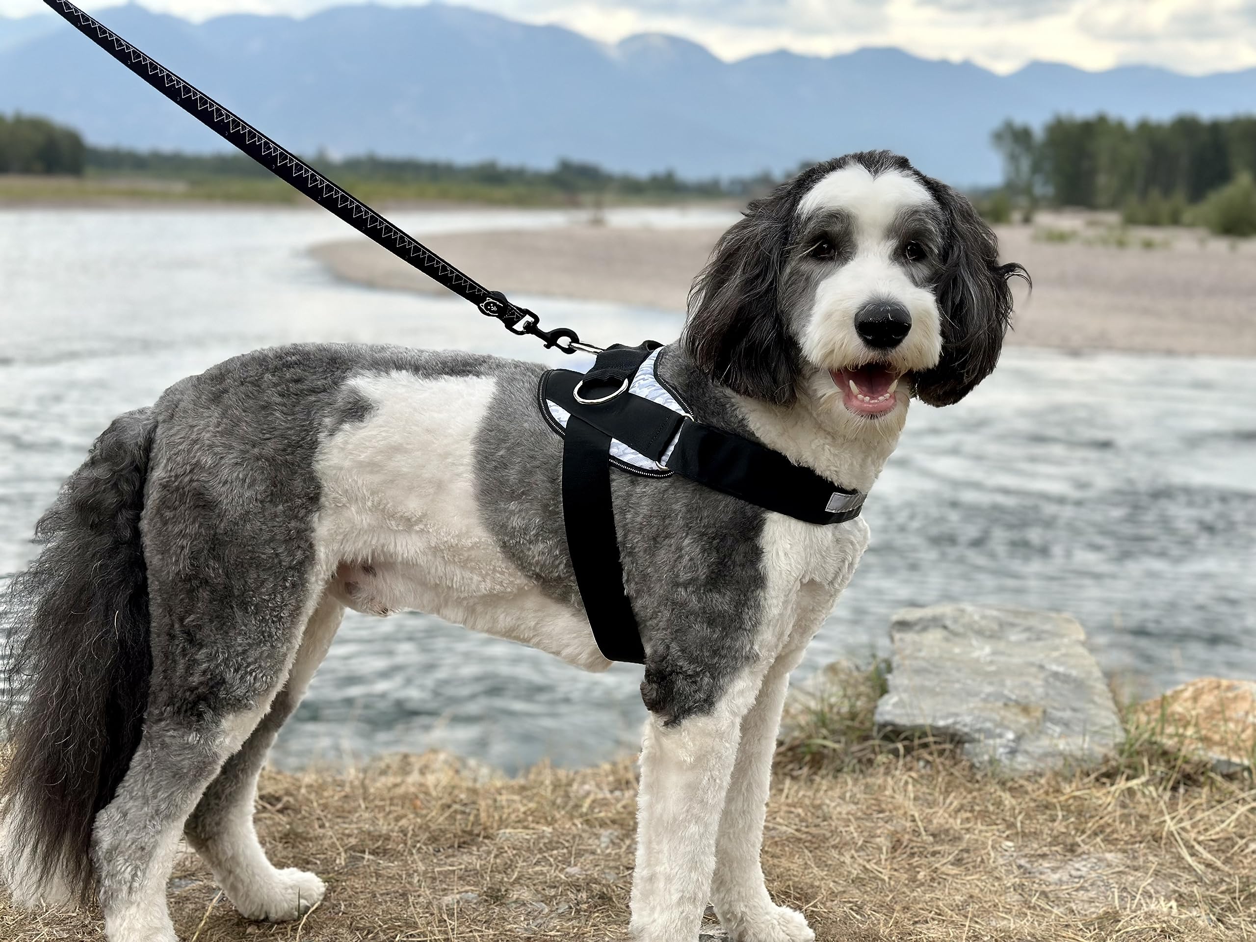 Shawnco Essential Dog Harness, No-Pull Pet Vest With 3 Leash Clips, No Choke, Reflective, Adjustable And Padded, For Easy Walking And Training For Small, Medium And Large Dogs (Freckle'S Garden, M)