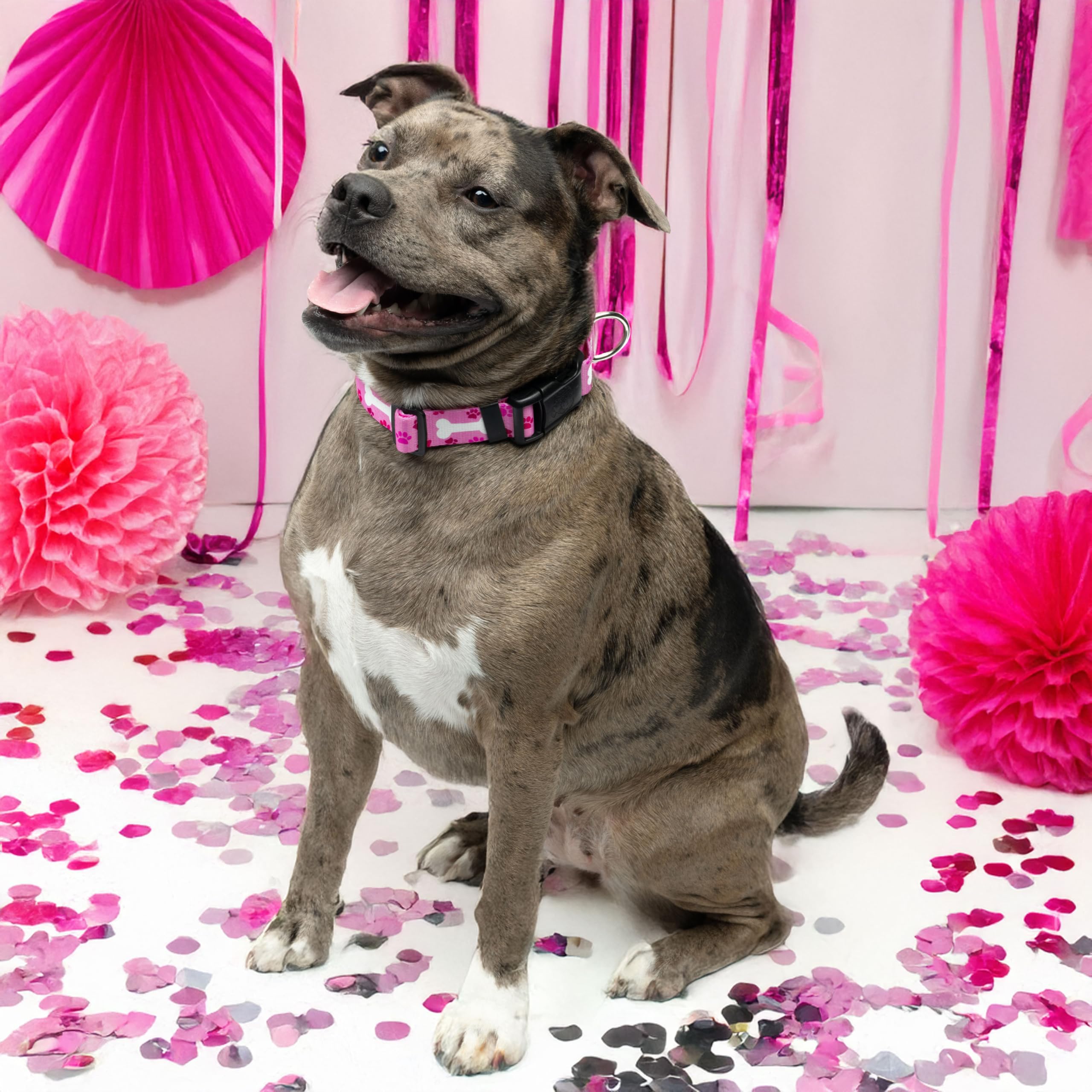 Country Brook Petz - Deluxe Pink Oh My Dog Dog Collar - Made In The U.S.A. - Dog'S Life Collection Featuring Playful Designs (1