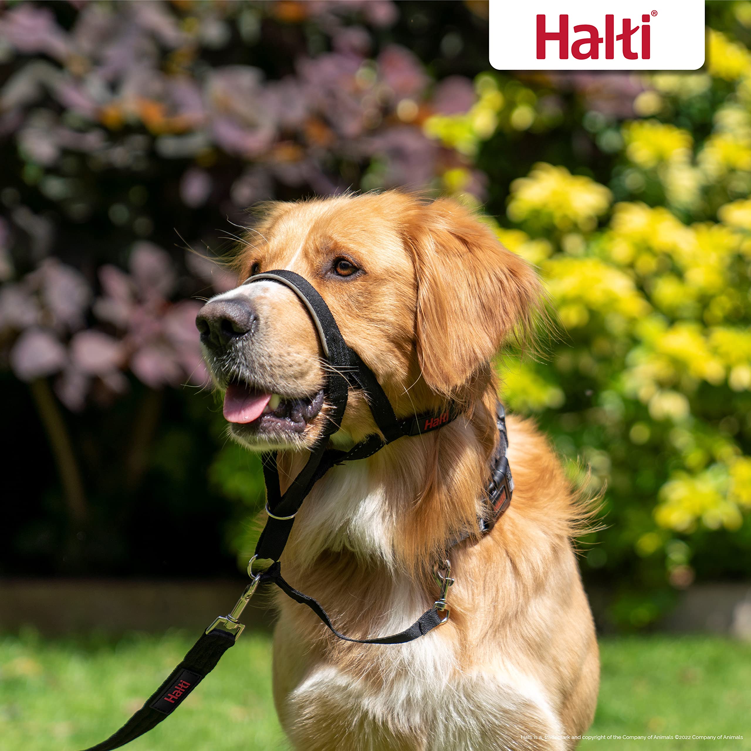 HALTI Headcollar Size 4, Black & HALTI Training Leash Size Large, Black Combination Pack - Stop Your Dog Pulling on the Leash. A