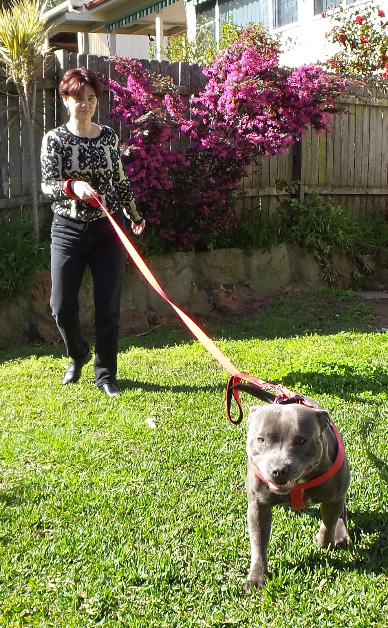 Primal Pet Gear Dog Leash 6Ft Long,Traffic Padded Two Handle,Heavy Duty,Reflective Double Handles Lead For Control Safety Training,Leashes For Large Dogs Or Medium Dogs,Dual Handles Leads(Red)