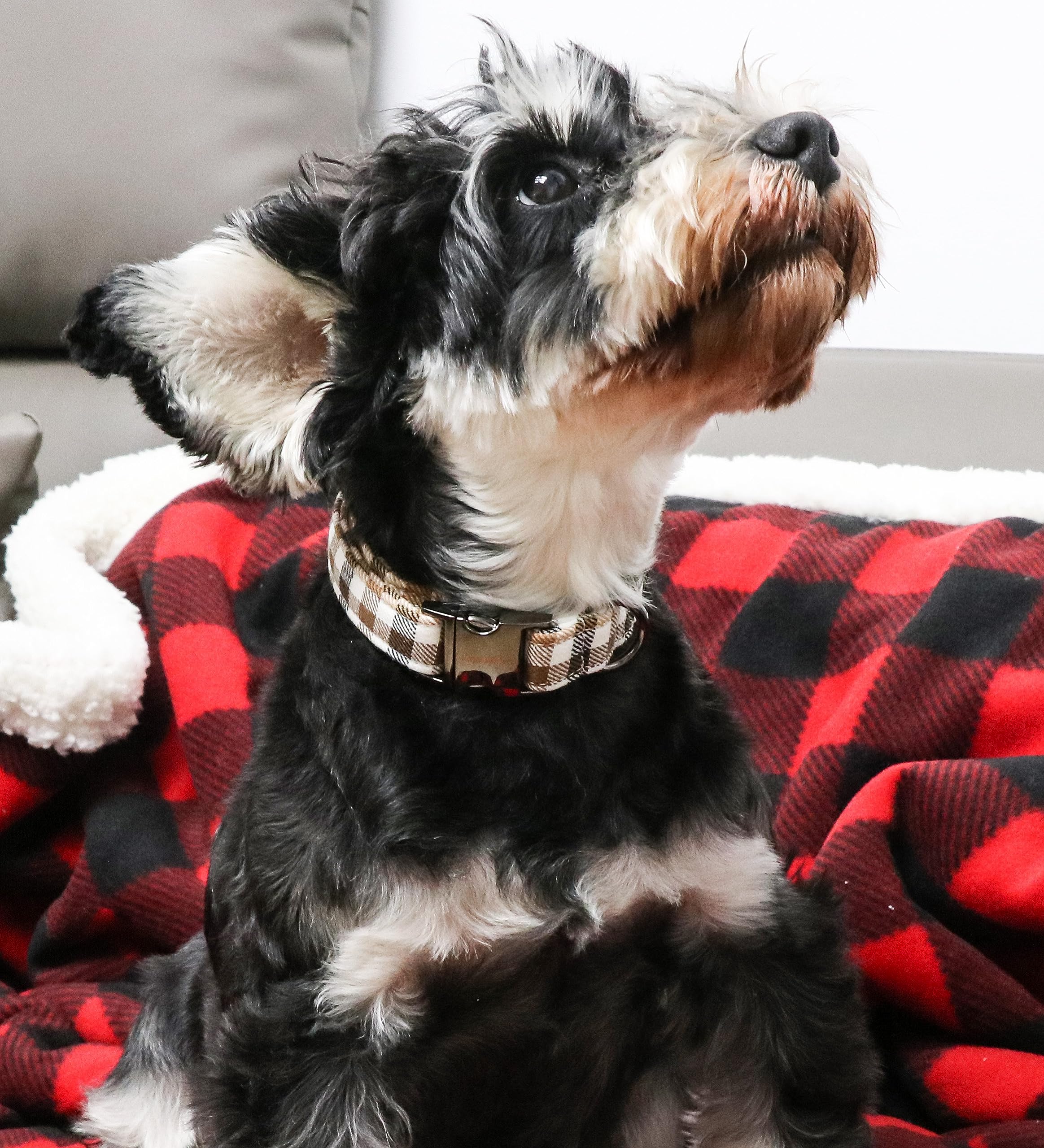 Unique Style Paws Dog Collar Metal Buckle Brown Plaid Collar Gift Durable Cute Collar For Small Medium Large Boys Girls Dogs