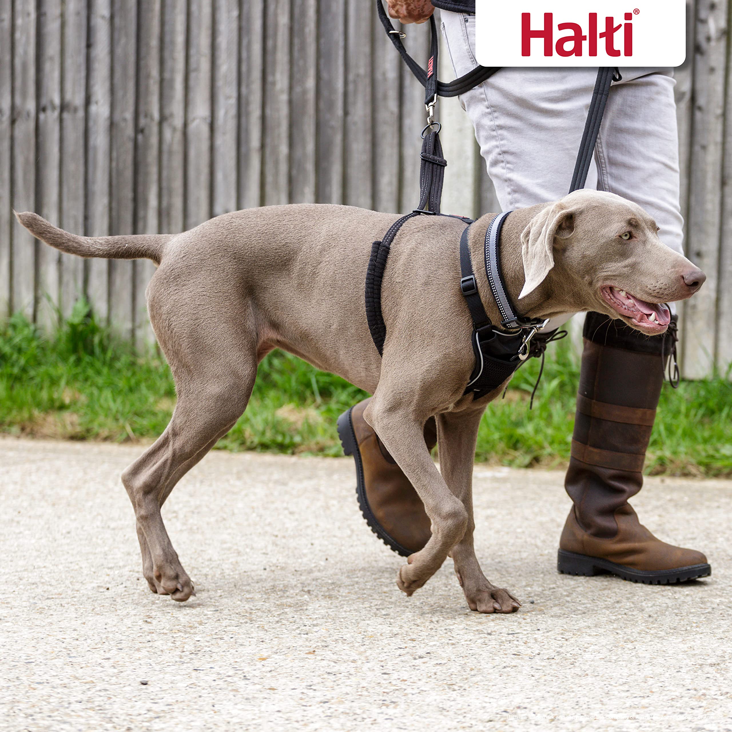 The Company Of Animals Dog Halti No Pull Harness Large