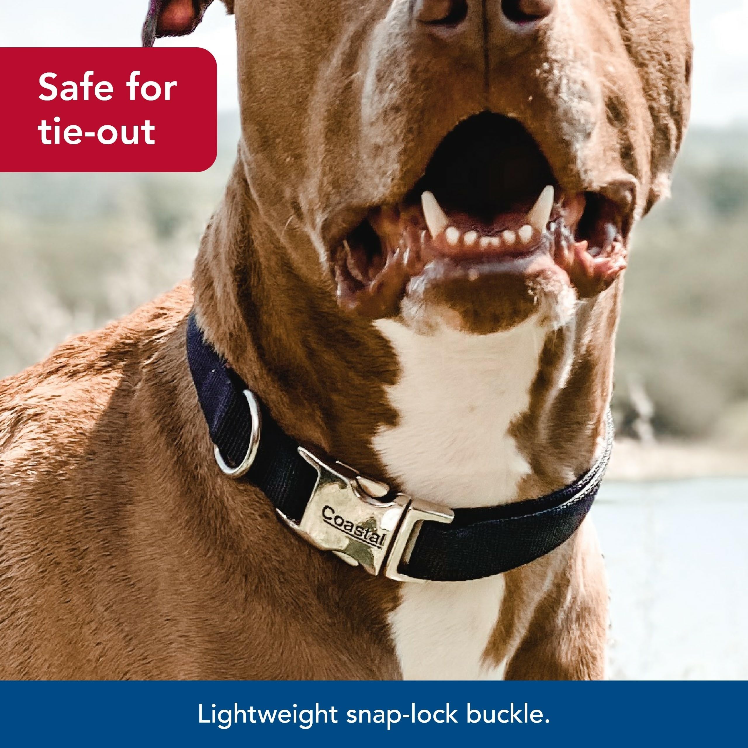 Coastal Pet Adjustable Dog Collar With Metal Buckle - Comfortable Fade-Resistant Dog Collar With Snap Lock - Perfect For Walking & Tie Outs - Black, 3/4' X 14' X 20'