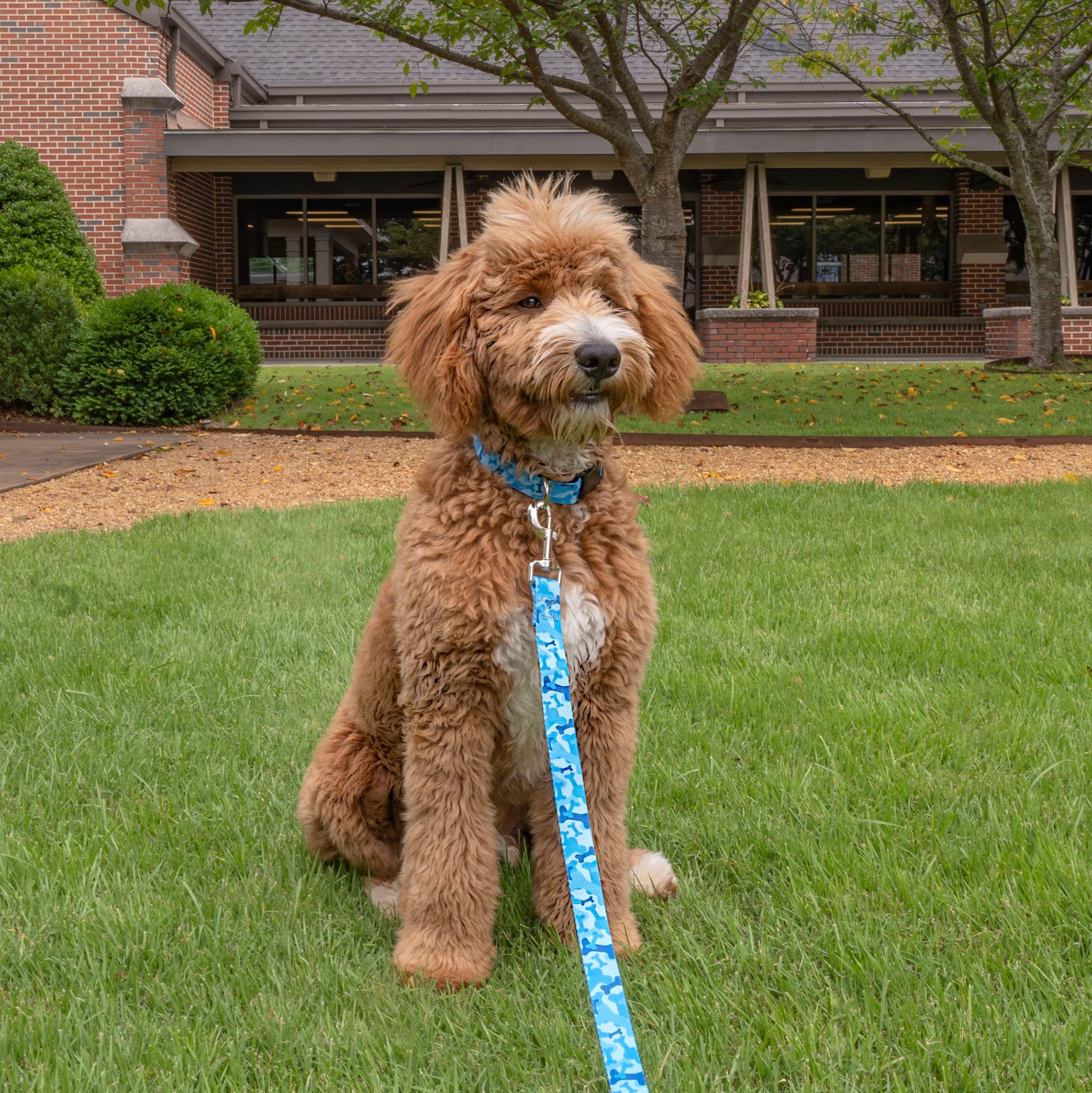 Country Brook Petz - Blue Bone Camo Deluxe Dog Collar - Made In The U.S.A. - Camouflage Collection With 16 Rugged Designs (1 Inc