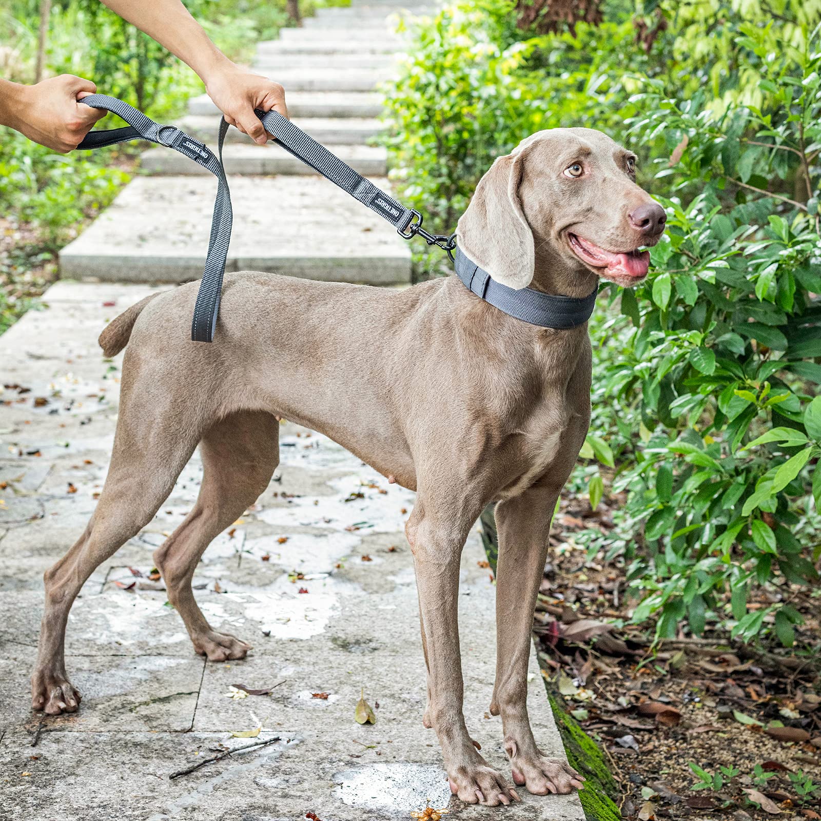 Onetigris Handled No-Pull Dog Walking Leash Long Traffic Leads For Medium To Large Dogs (Grey, 6Ft)