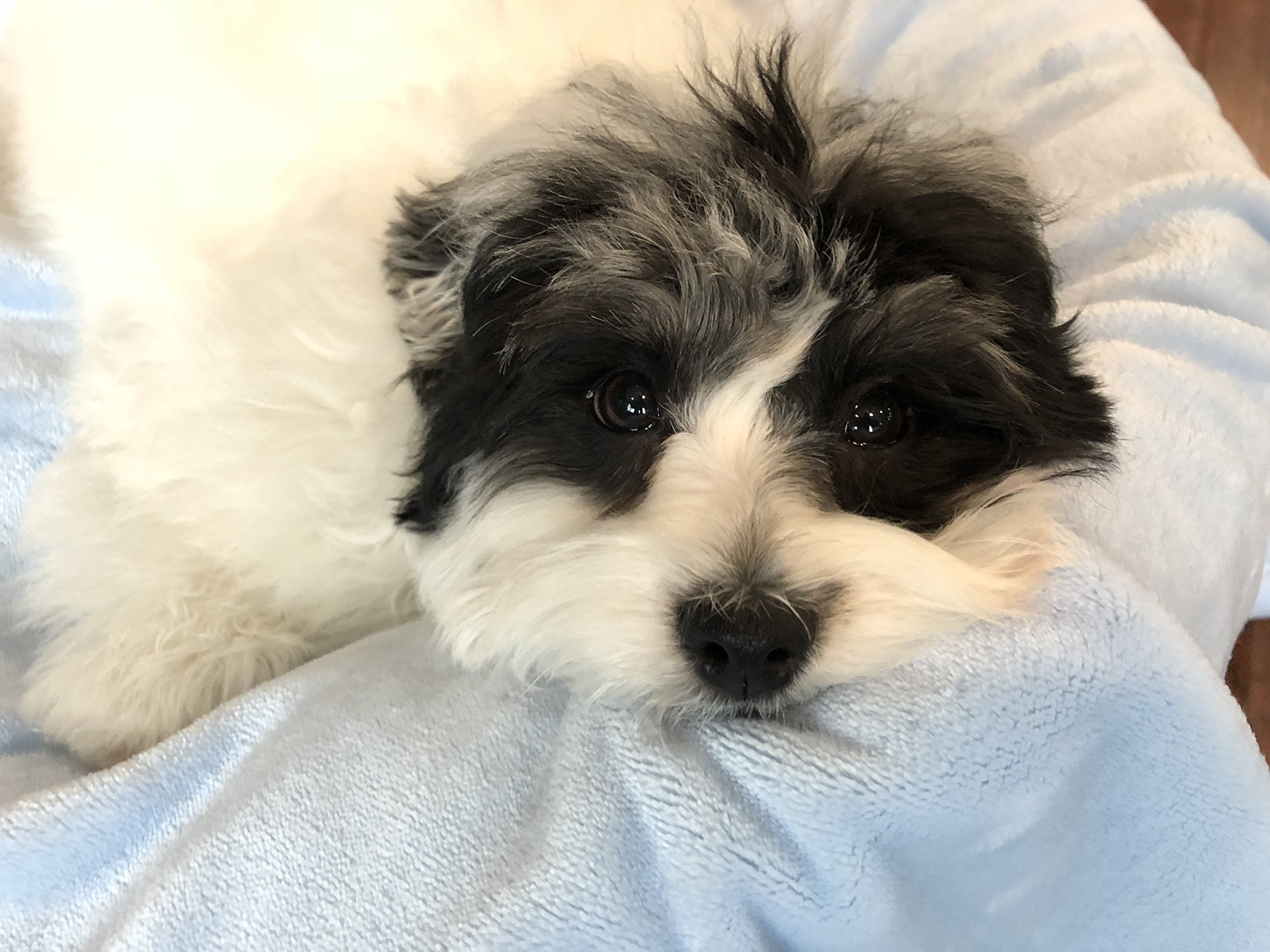 Super Soft Premium Pet Blankets - Best Friend Blue Pet Blanket - 30' X 40' - Designed For Puppies & Kittens - Great For Pet Beds And Carriers