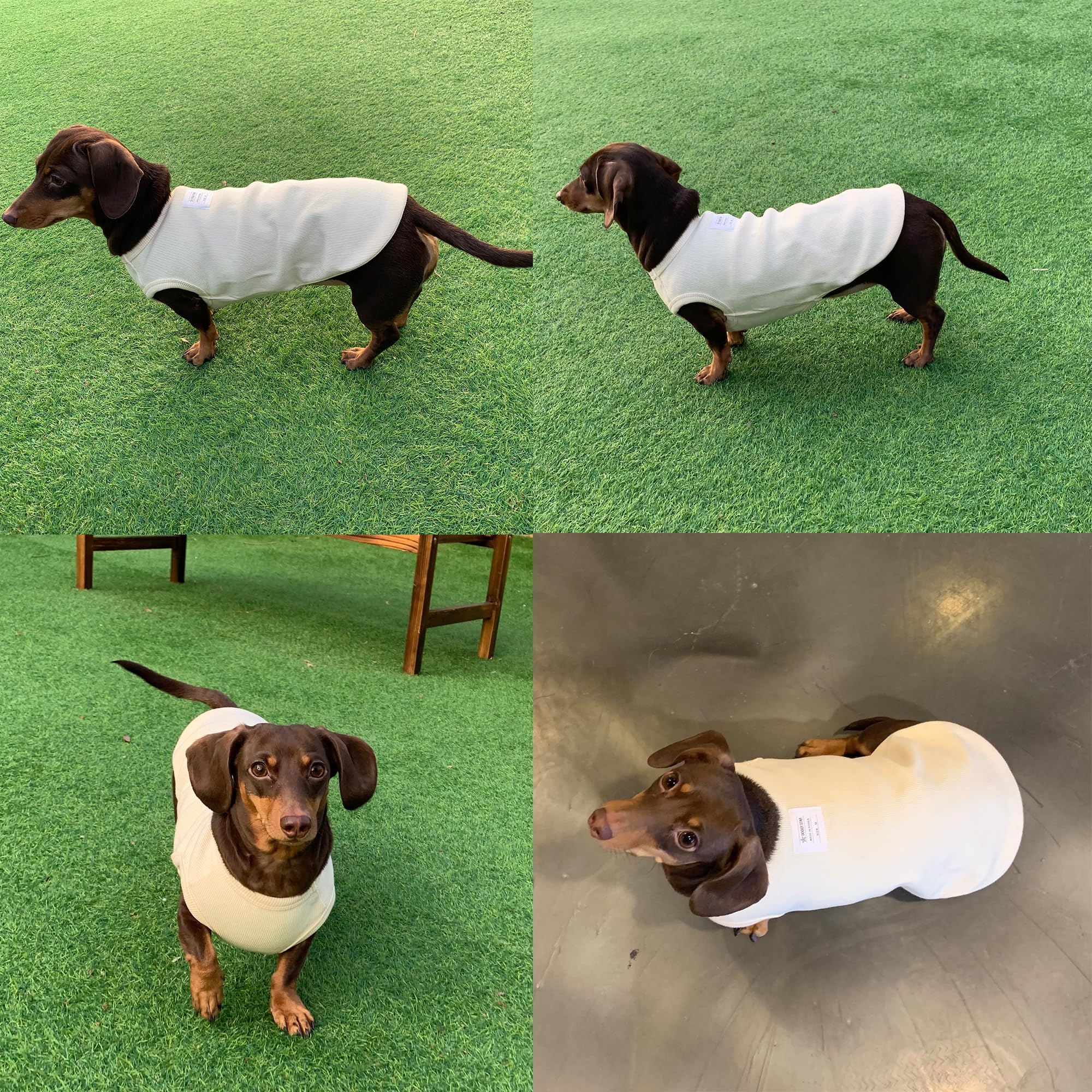 D Doggy Star Dachshund Clothes For Dogs Mini And Adults T Shirts (L,Solid Ivory)