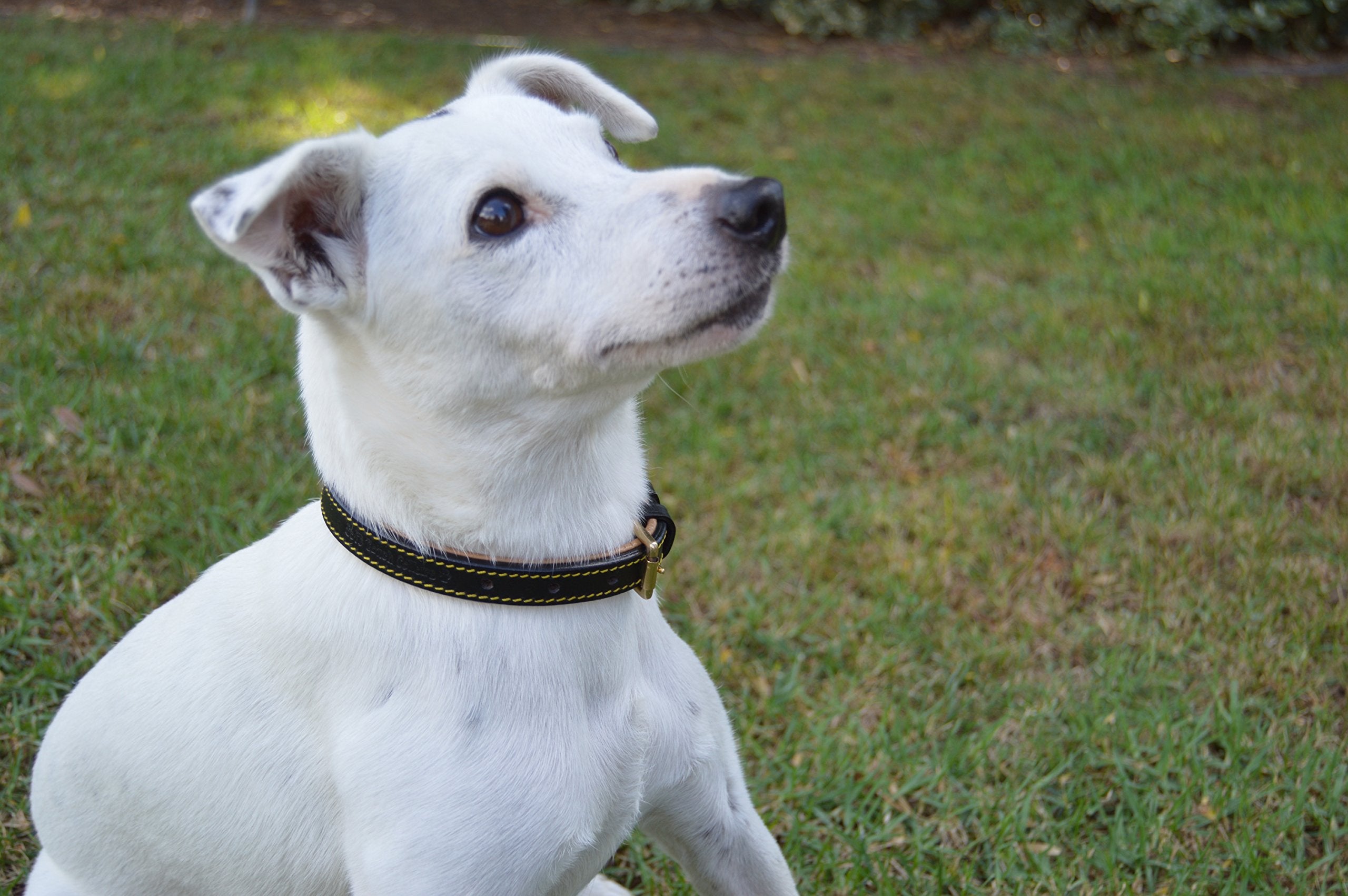 Soft Touch Collars Padded Leather Dog Collar, Size Small, Brown With Light Pink Padding, 16'' Long X 5/8 Wide, Neck Size 11'' To