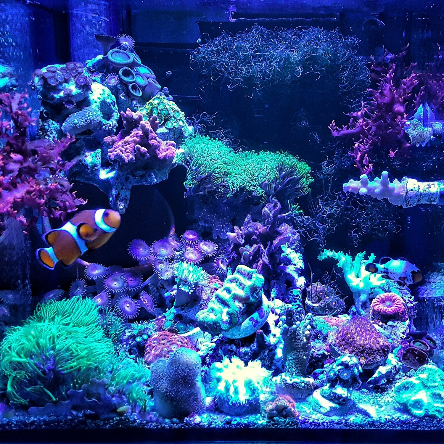 Abi 12W Tuna Blue Led Bulb Coral Reef Optimized Spectrum Par38