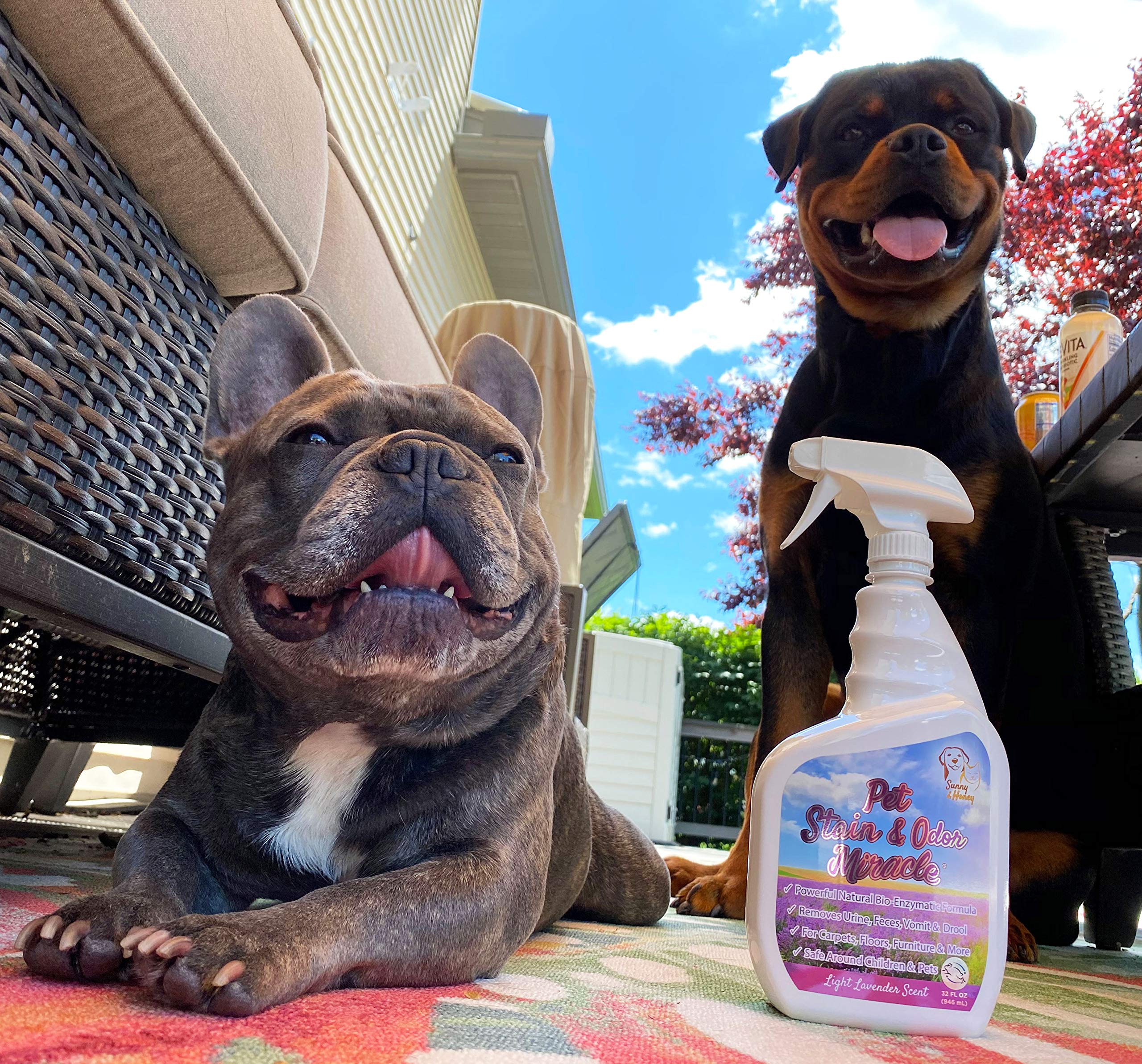 Sunny & Honey Pet Stain & Odor Miracle - Enzyme Cleaner For Dog And Cat Urine, Feces, Vomit, Drool (Light Lavender Scent, 1 Gallon)
