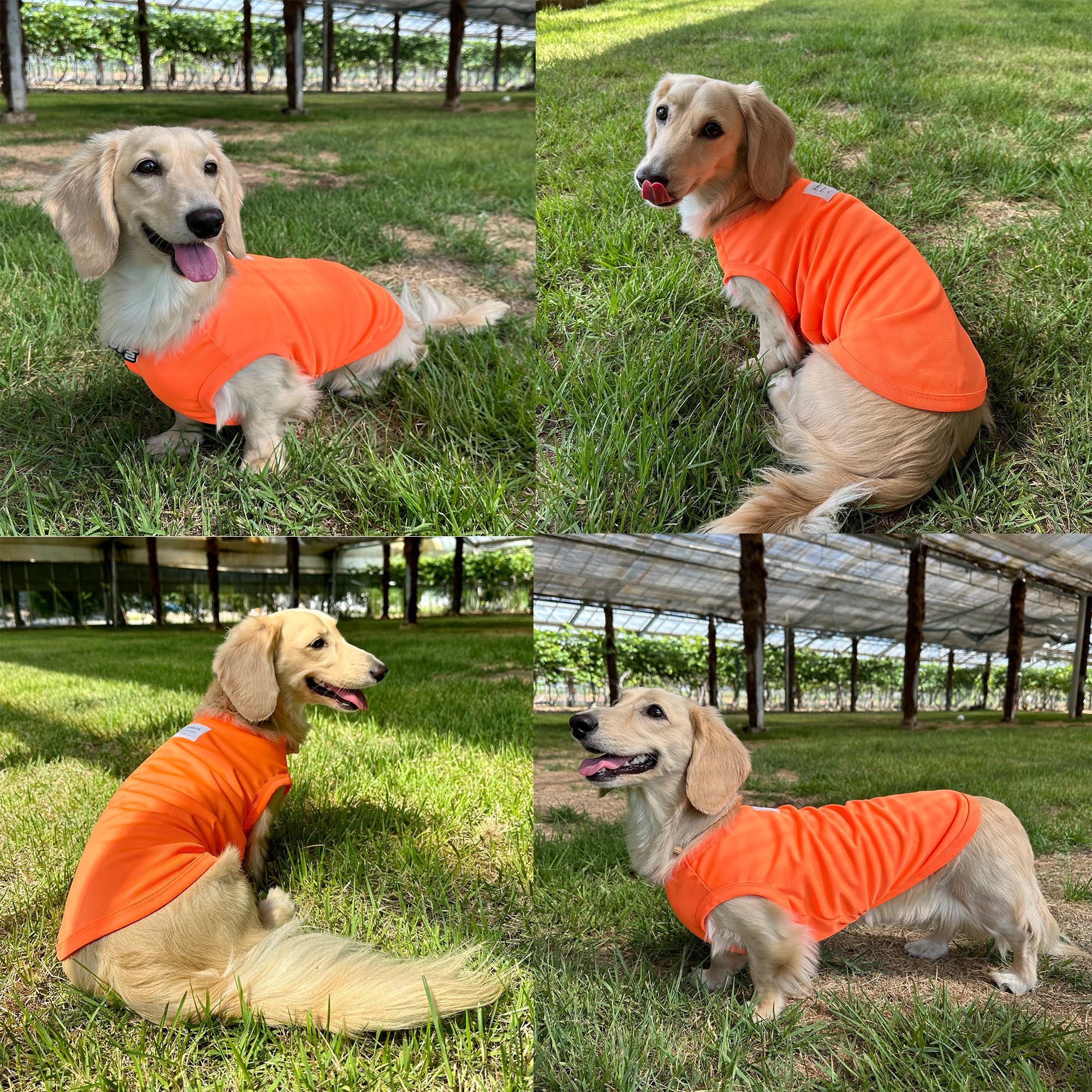 D Doggy Star Dachshund Clothes For Dogs Mini And Adults Neon T Shirts (L,Neon Orange)