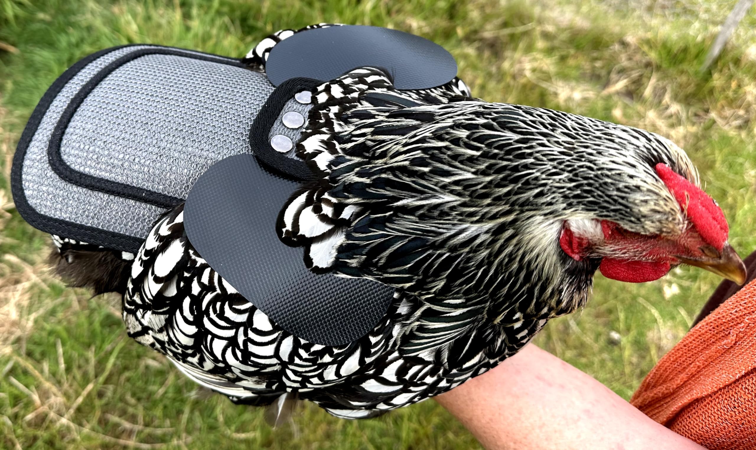 DOWN UNDER OUTDOORS Premium Chicken Saddle 4 Pack - Adjustable Straps for Medium & Large Hens, Grey Mesh Poultry Protector & Care Supplies