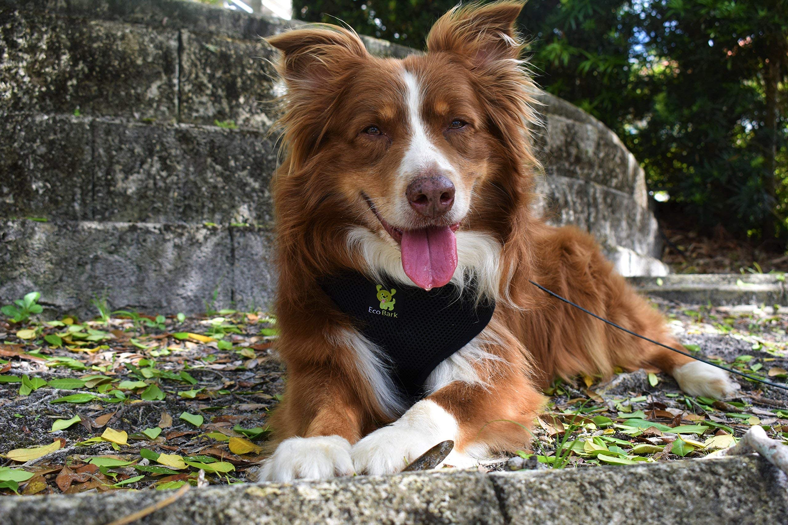 Ecobark Dog Harness - Luxurious Soft Mesh - Eco-Friendly Over The Head Vest Harness - No Pull & No Choke Design - Padded Breathable Body Halter - For Large Breeds (Black, Xxl)