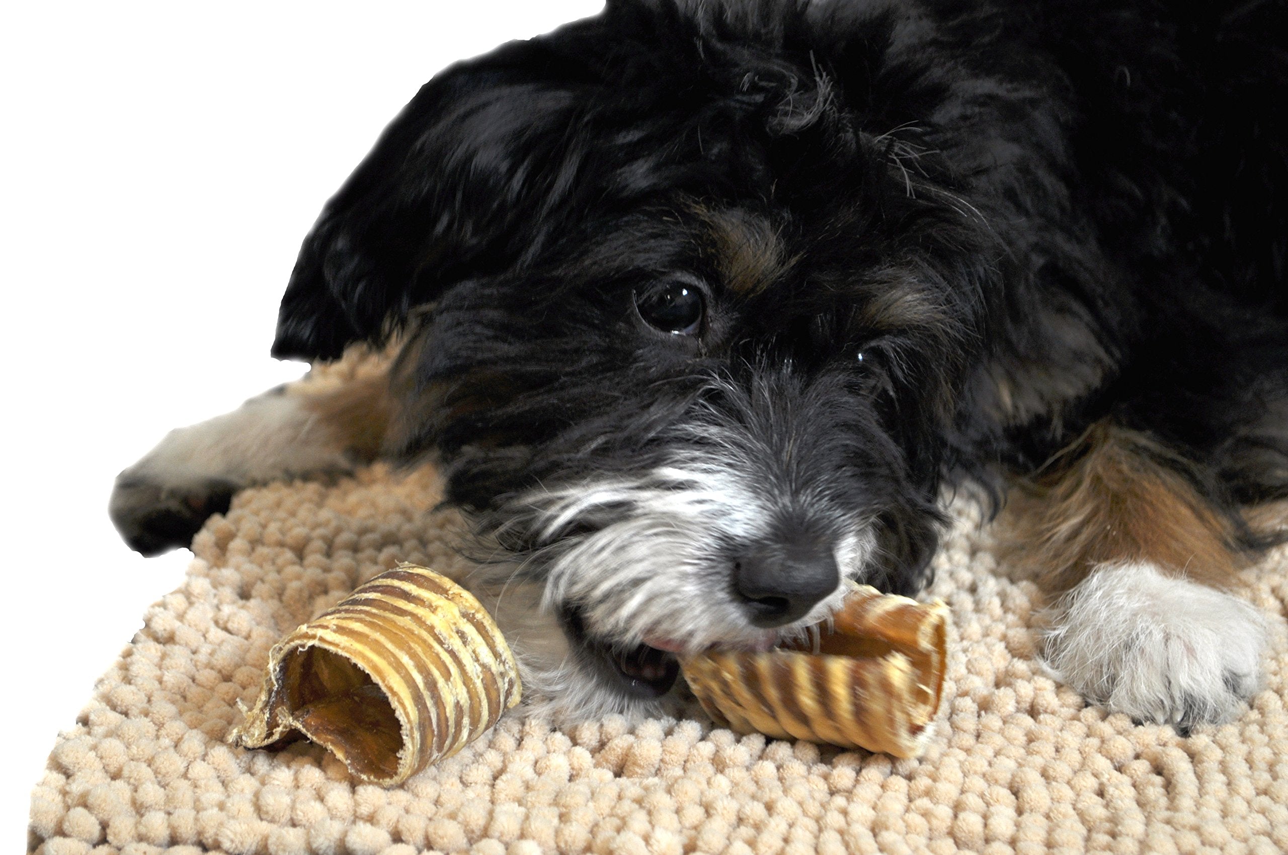 Downtown Pet Supply - Beef Trachea Dog Treats - Bully Sticks Alternative - Dog Dental Treats & Rawhide-Free Dog Chews - Glucosam