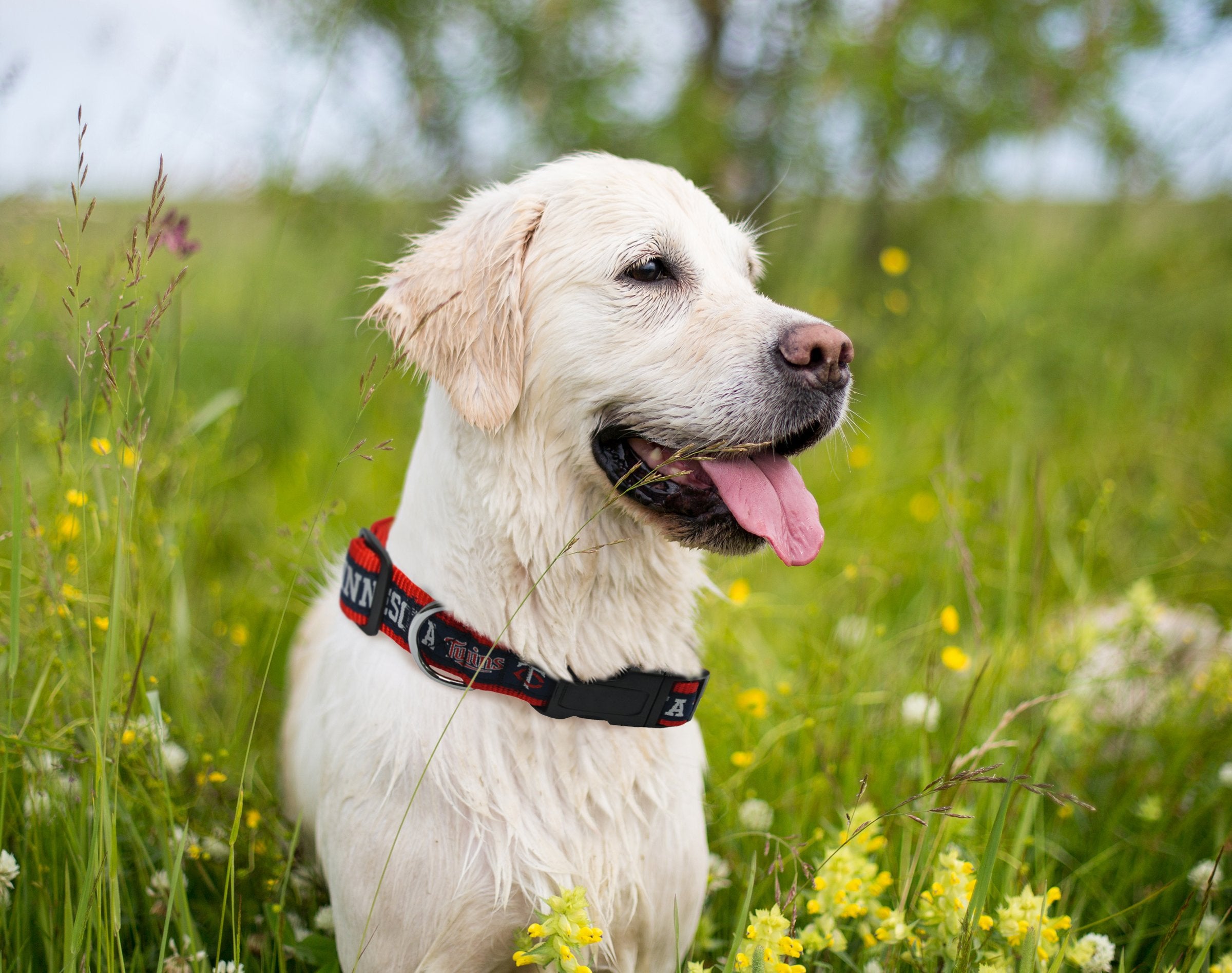 Mlb Minnesota Twins Dog Collar, Large