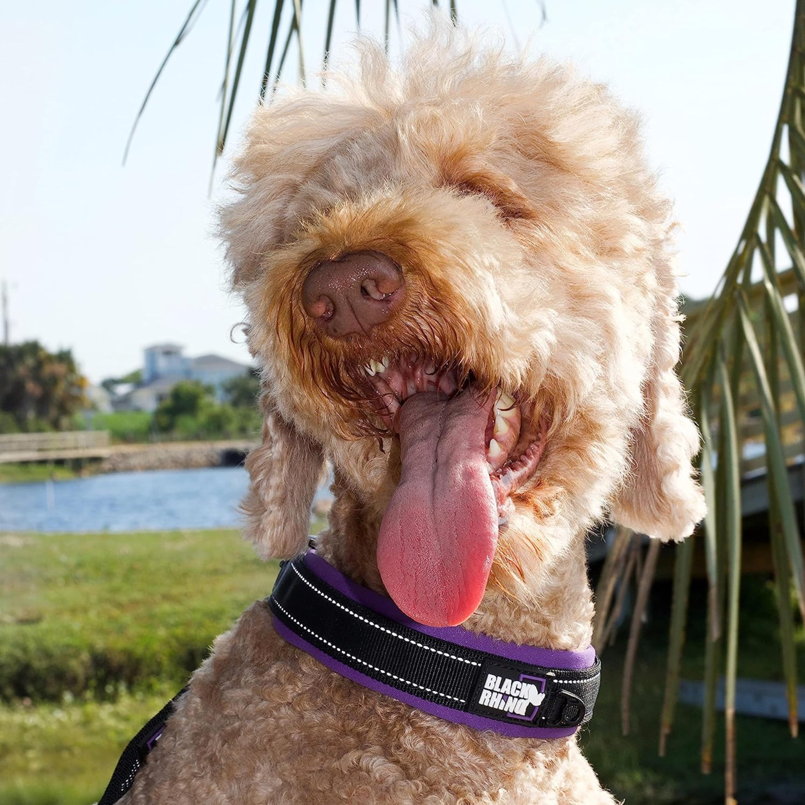 Black Rhino - The Comfort Collar Ultra Soft Neoprene Padded Dog Collar For All Breeds - Heavy Duty Adjustable Reflective Weatherproof (Xlarge, Purple/Bl)