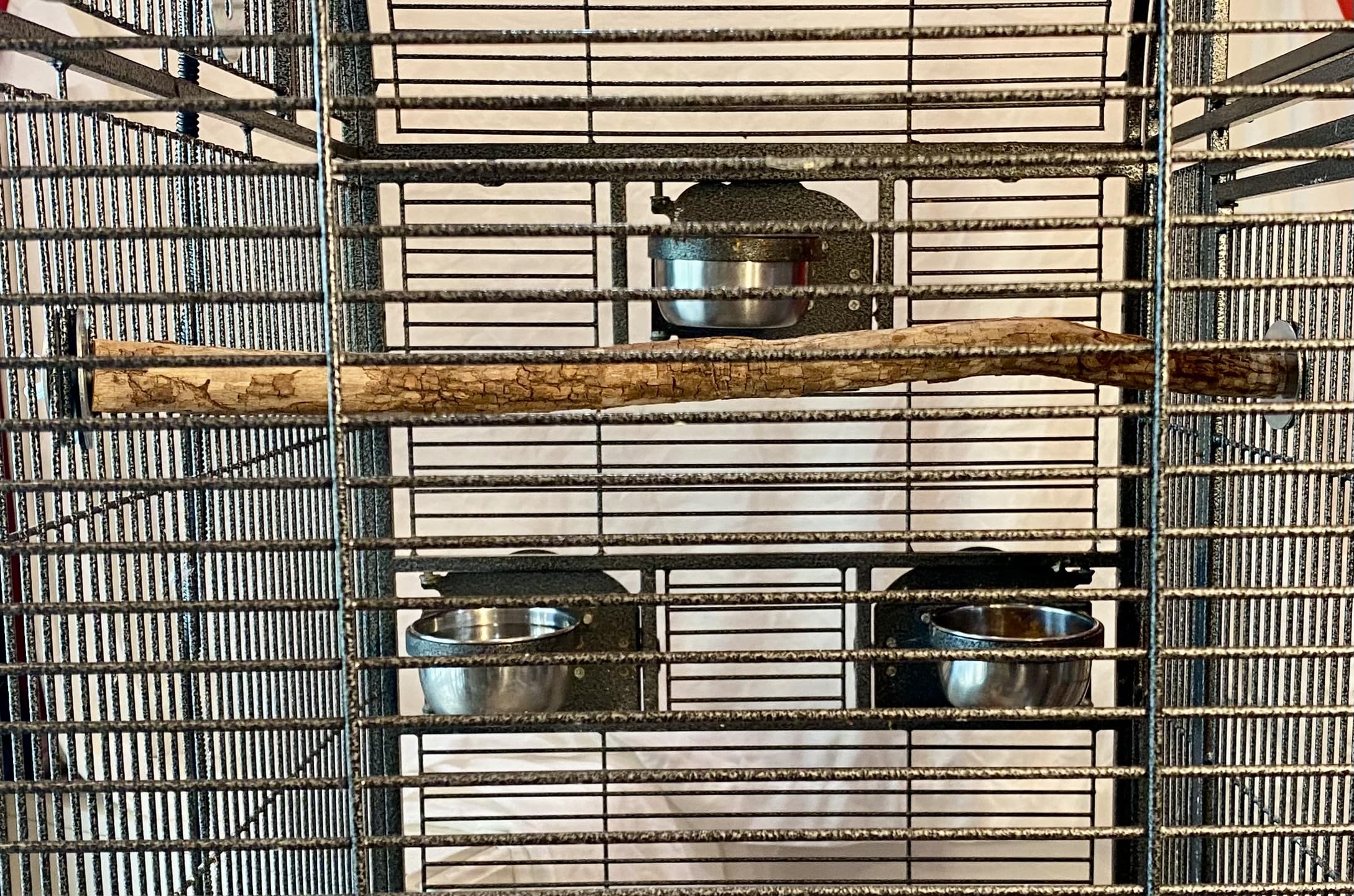 Polly'S Full Length Hardwood Bird Perch, 20-Inch