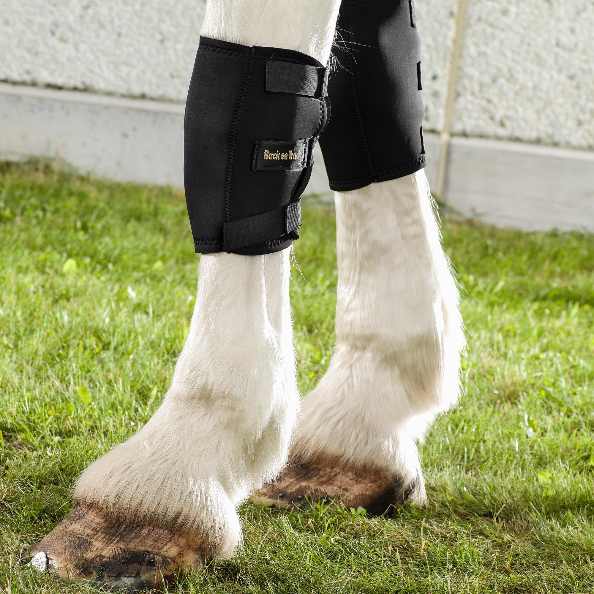 Back On Track 10 To 12-Inch Therapeutic Horse Knee Boots, Large