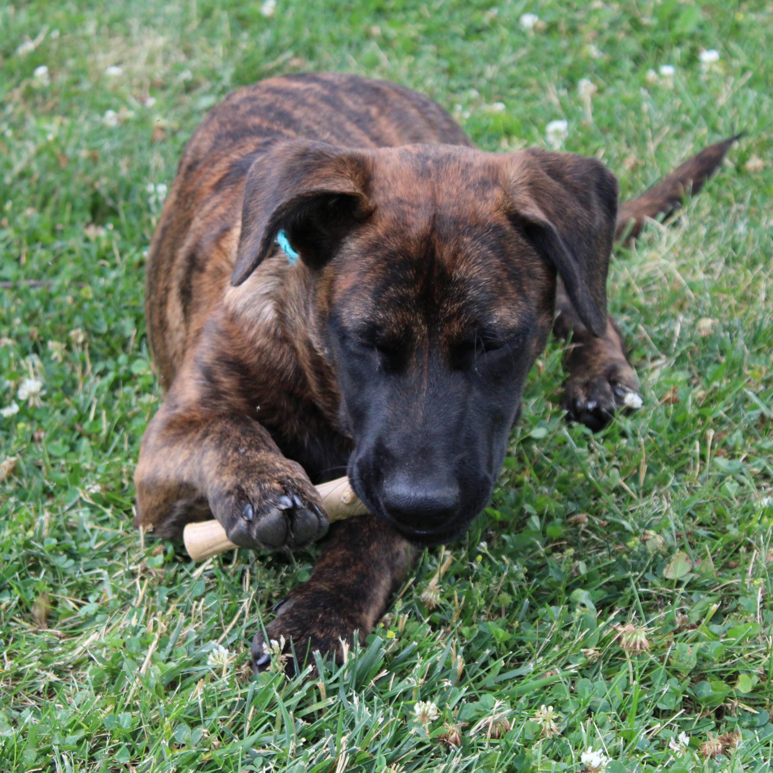 Ethical Pet Bambone Plus Bamboo Stick Dog Chew Toy, 525 Inch, Non-Splintering Alternative To Real Wood (690975)