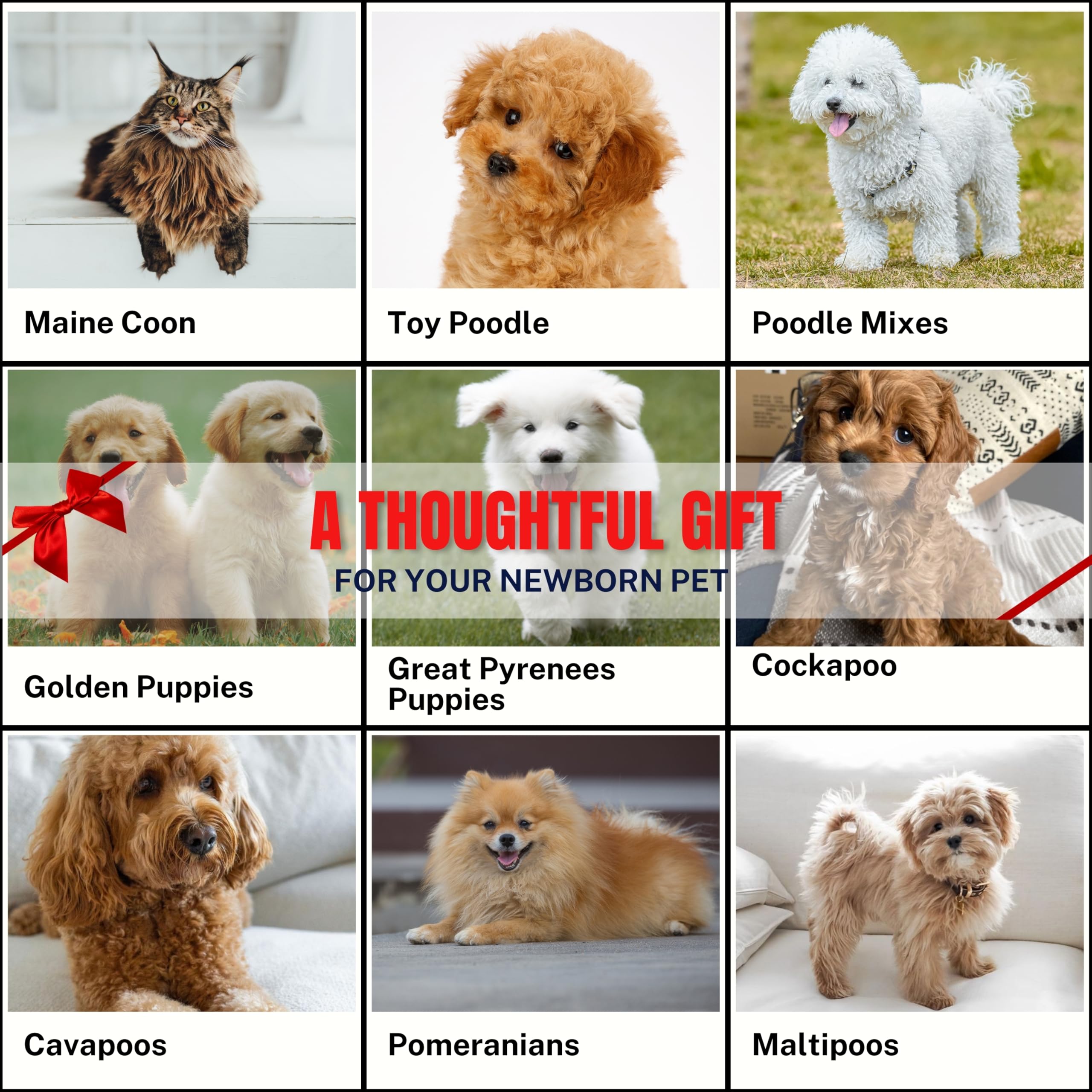 Grooming Dog Slicker Brush For Toy Poodle, Small Doodles & Maine Coon Cats - Best Dog Brush For Cockapoo Cavapoo Maltipoo And Po