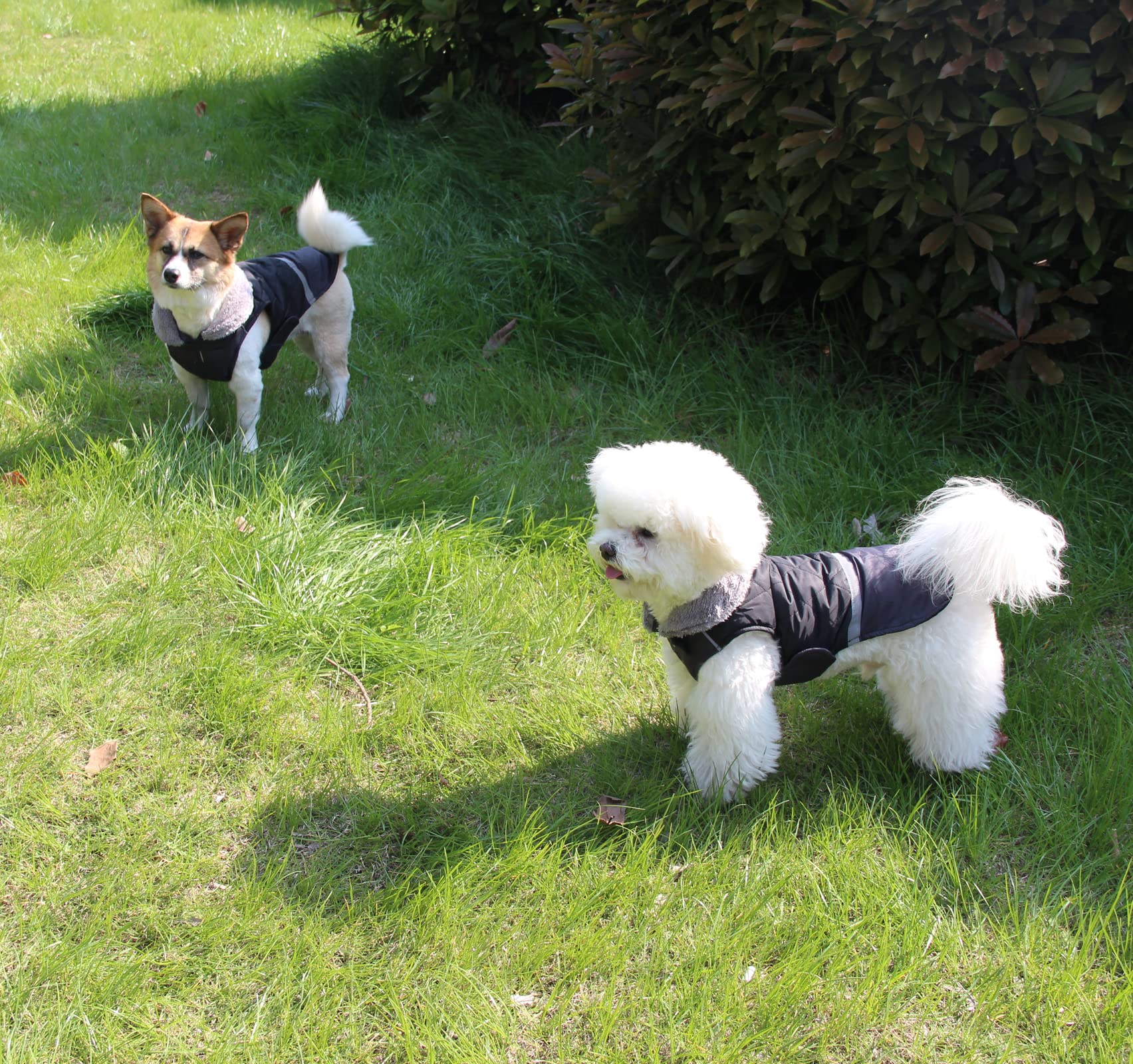 Joydaog Fleece Collar Reversible Dog Coats For Small Dogs Waterproof Warm Puppy Jacket For Cold Winter,Black M