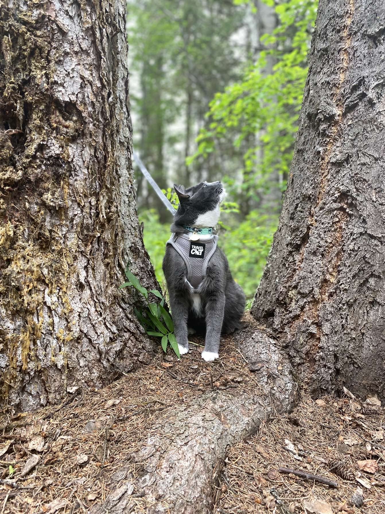 Travel Cat Harness And Leash Set - Adjustable Comfort Fit Mesh Vest Harnesses With Reflective Strap - Snug Fit Harness For Cats, Kitten For Outdoor Walking, Grey, Medium (Chest 15-17.3 Inch)