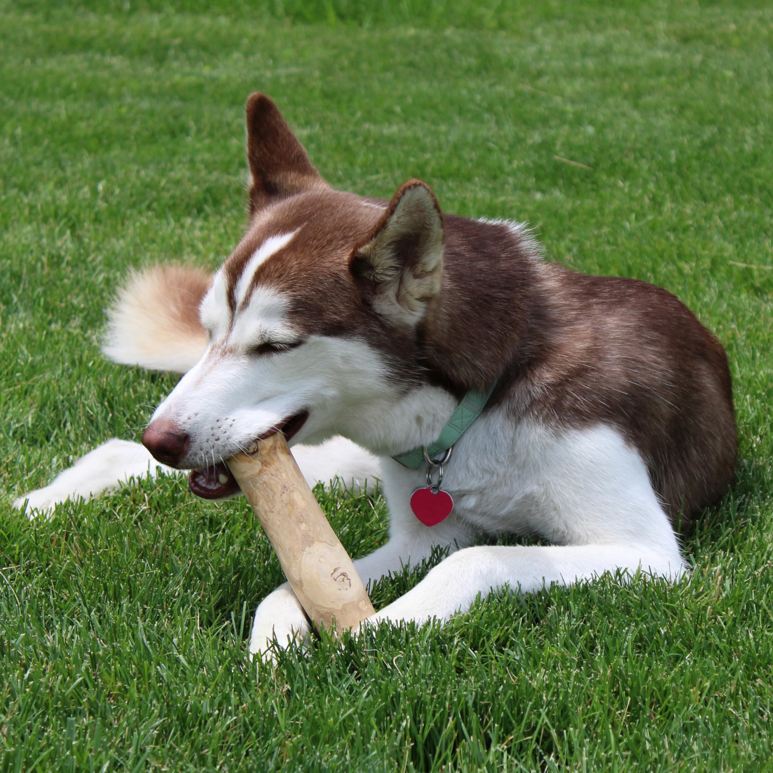 Spot Coffee Wood Dog Chew Toy – 100% Natural & Sustainably Sourced Non-Splintering Wood From Coffee Plants, Long Lasting, Durable Toy For Aggressive Chewers, For Medium Dogs And Puppies Up To 44Lbs