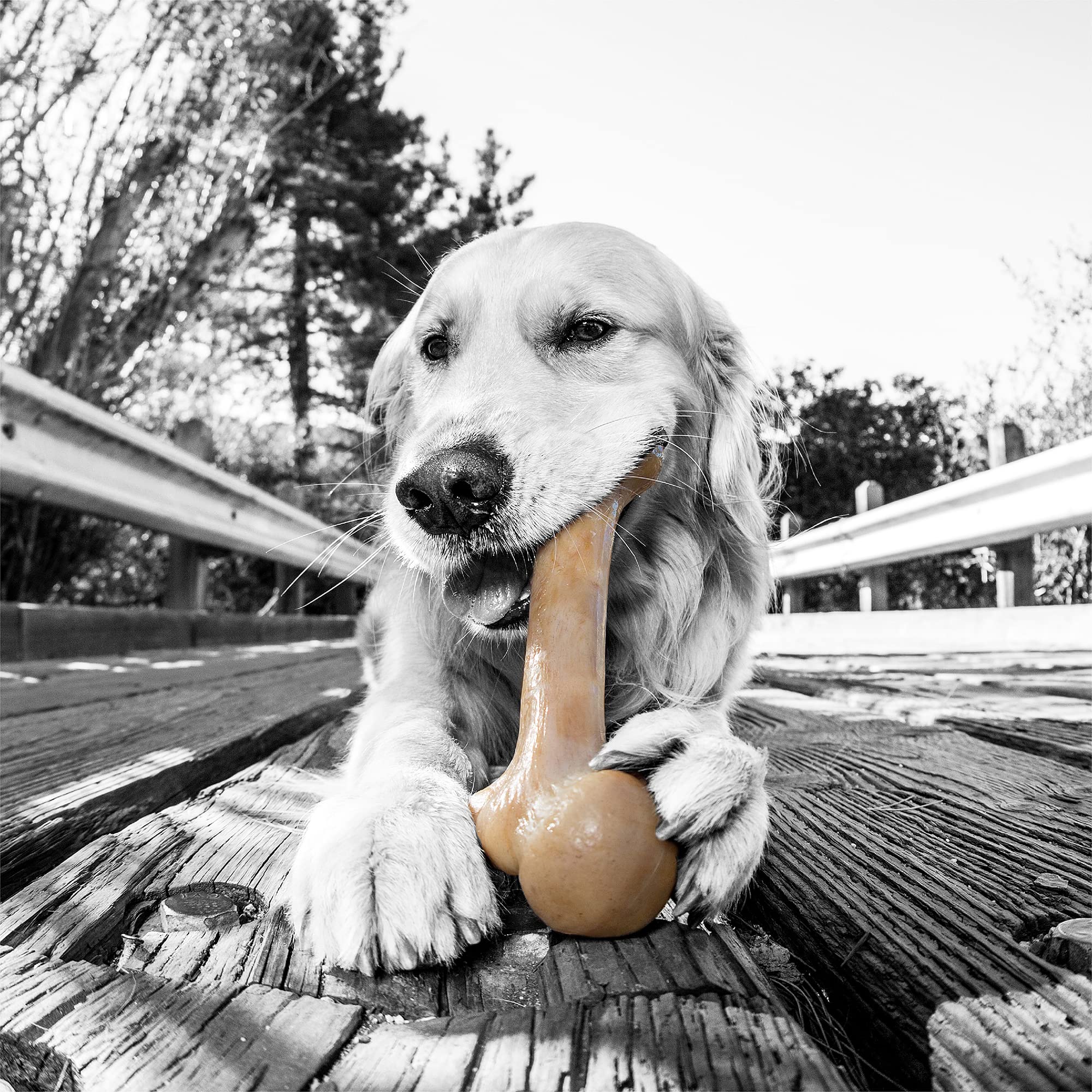 Pet Qwerks Zombie BarkBone - Nylon Dog Bone for Moderate Chewers - Cheddar Cheese Flavor - 9.5