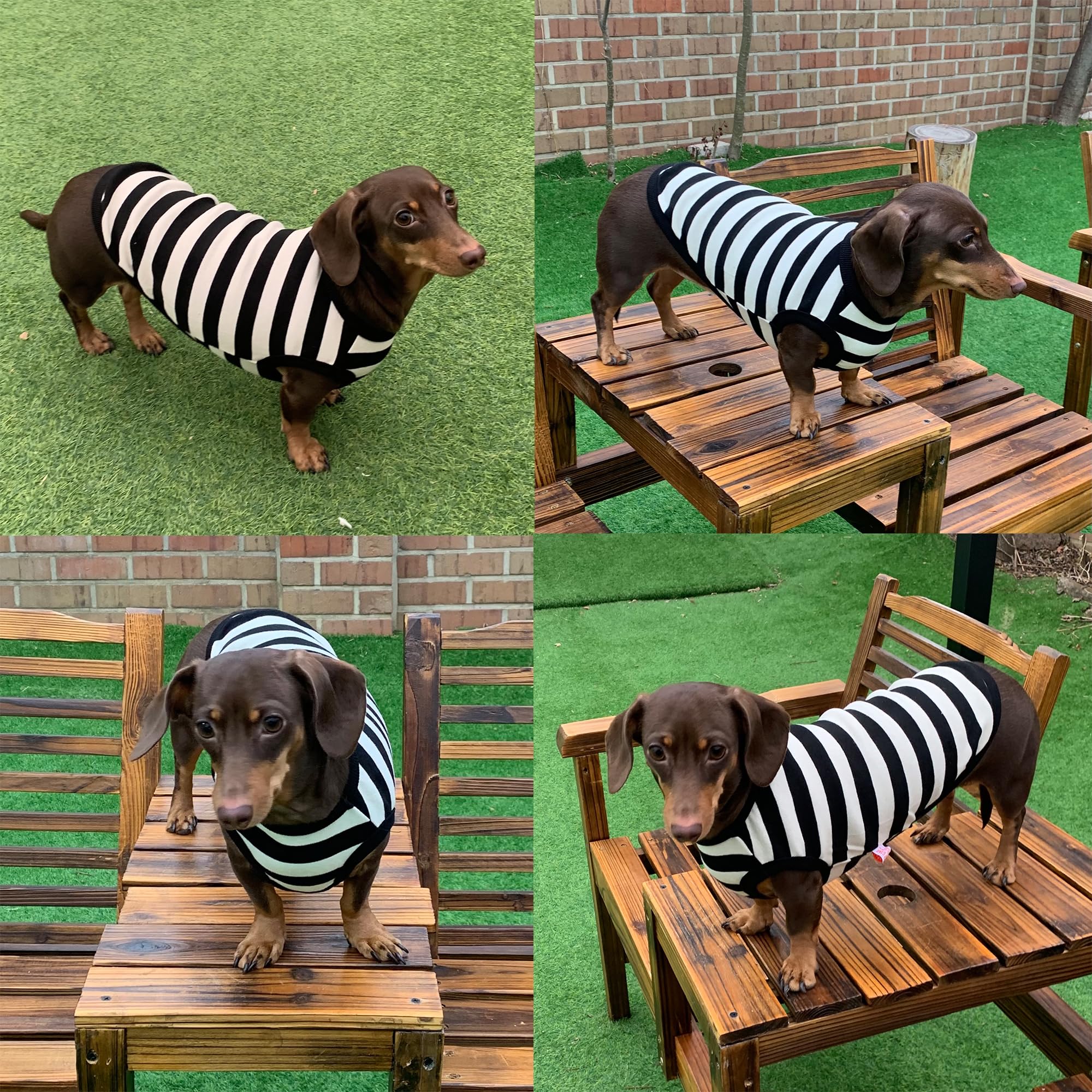 D Doggy Star Dachshund Clothes For Dogs Mini And Adults T Shirts (S,Stripe Ivory/Black)